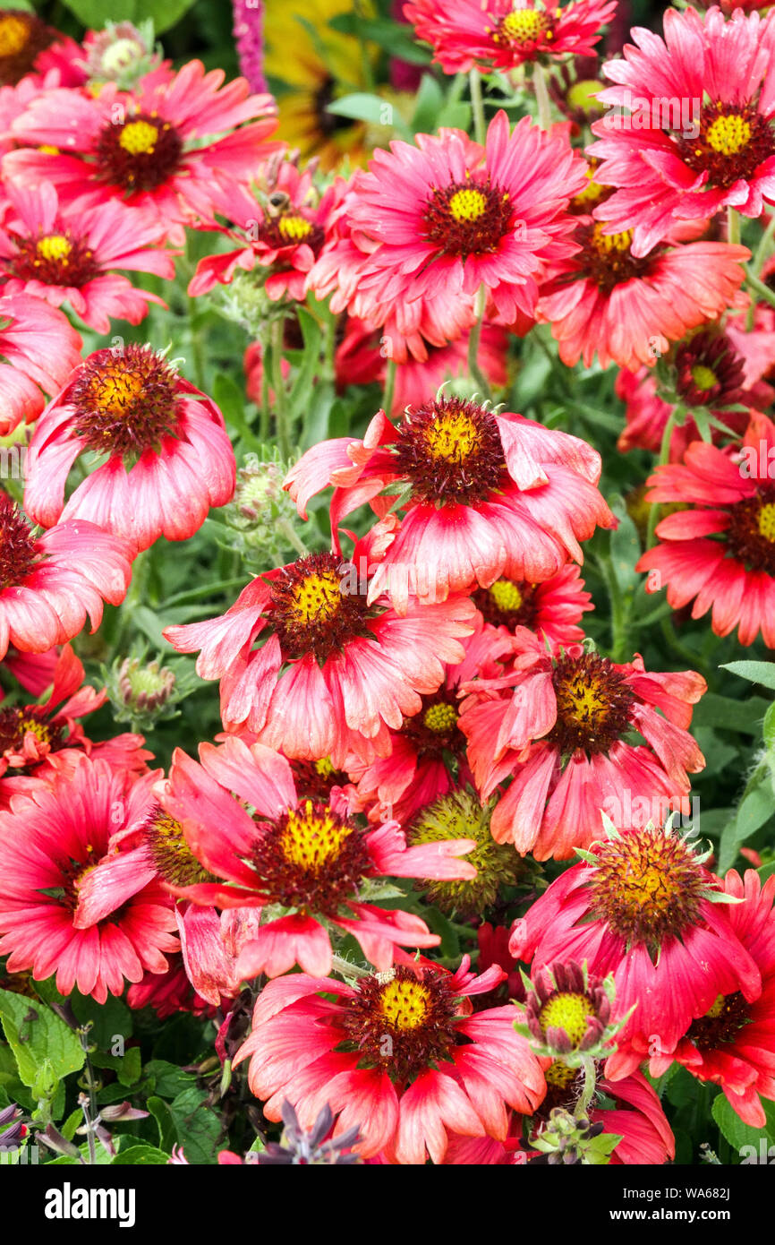 Red blanket flower, Gaillardia bed Hardy annuals Stock Photo