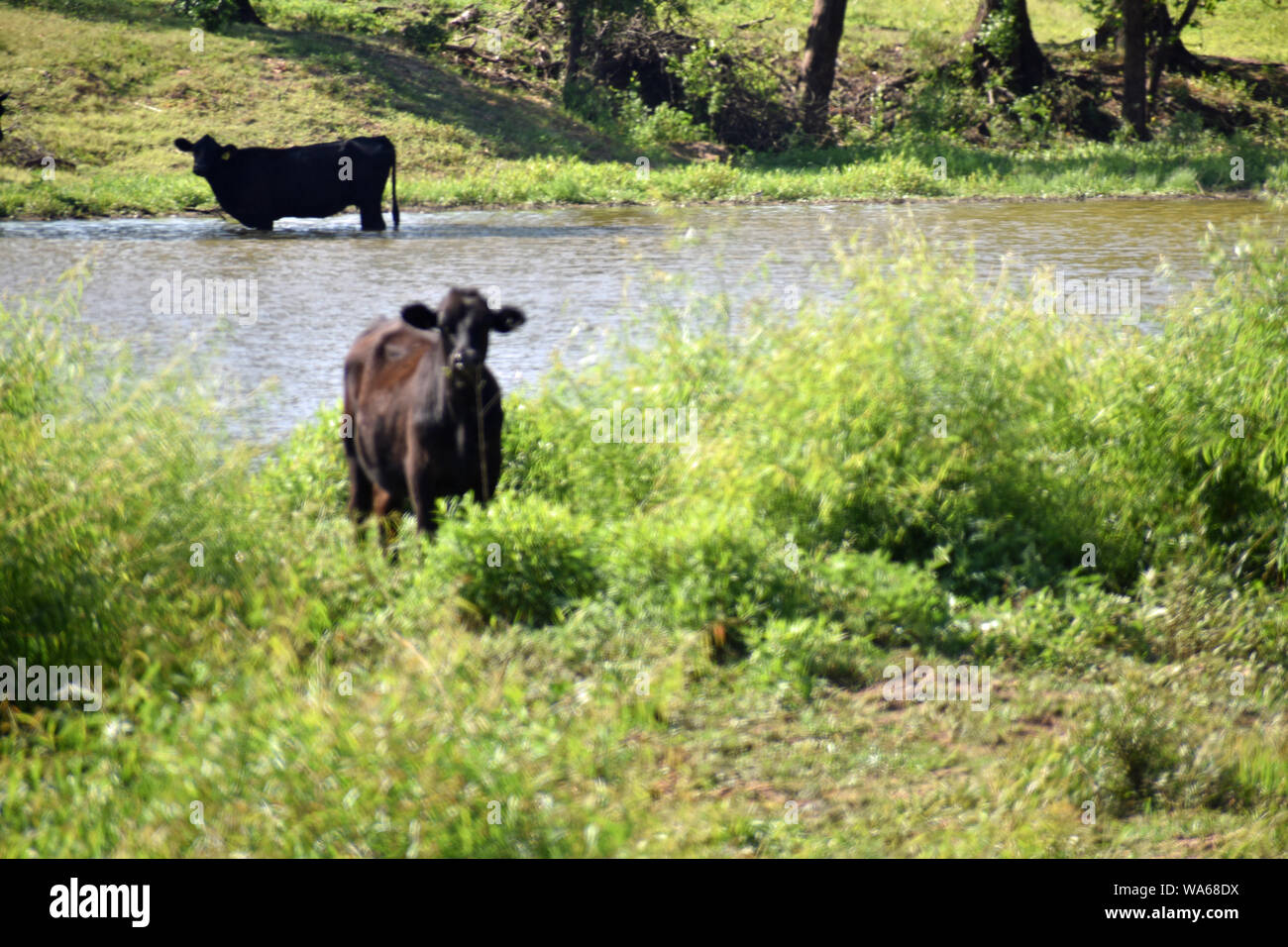 Grazing Livestock by Pond Stock Photo Alamy