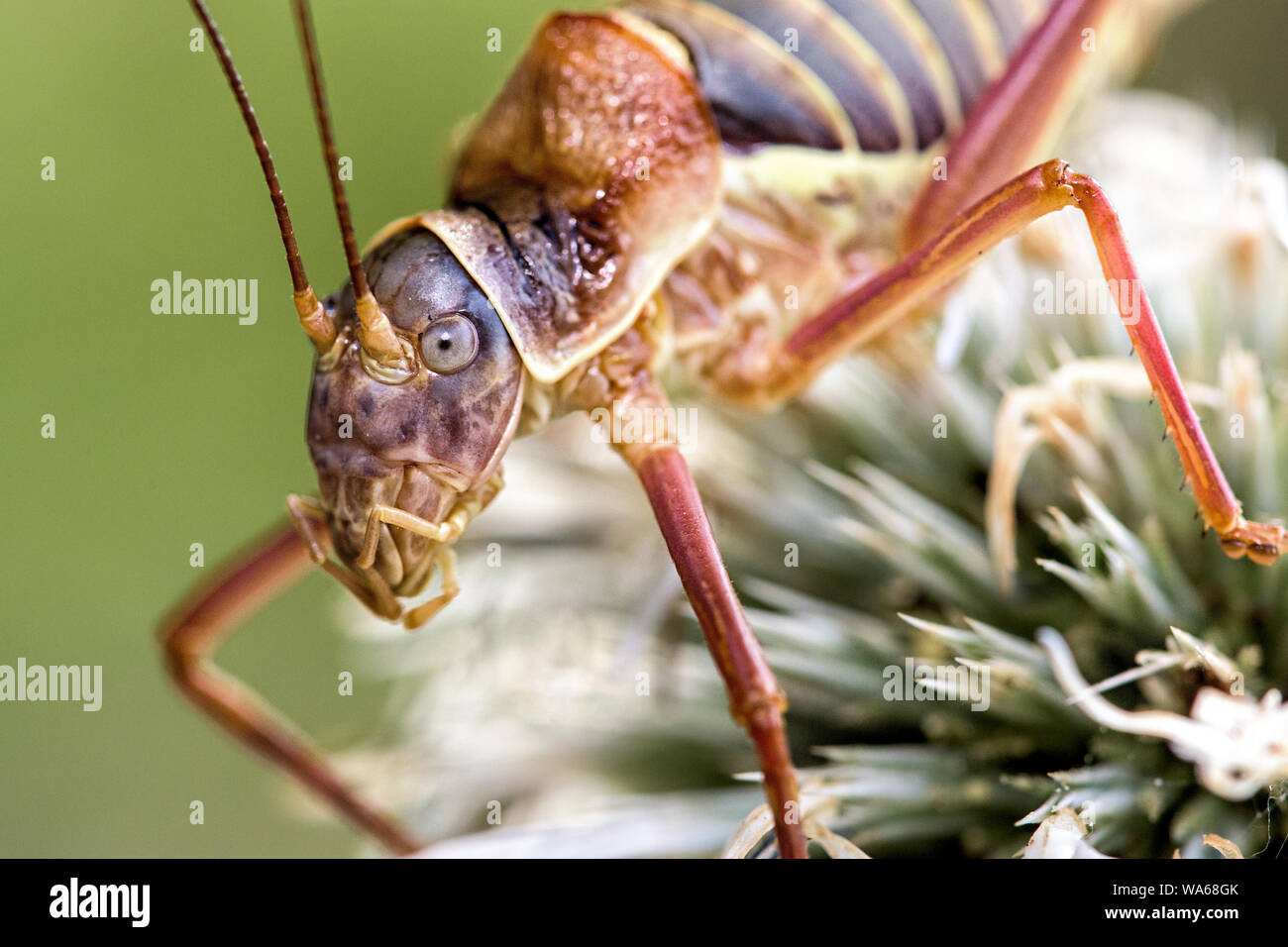 Italian grasshopper sitting on a thistle Stock Photo