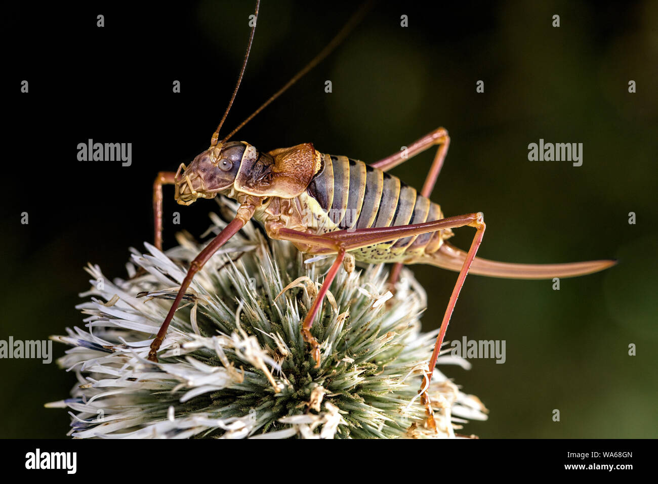 Italian grasshopper sitting on a thistle Stock Photo