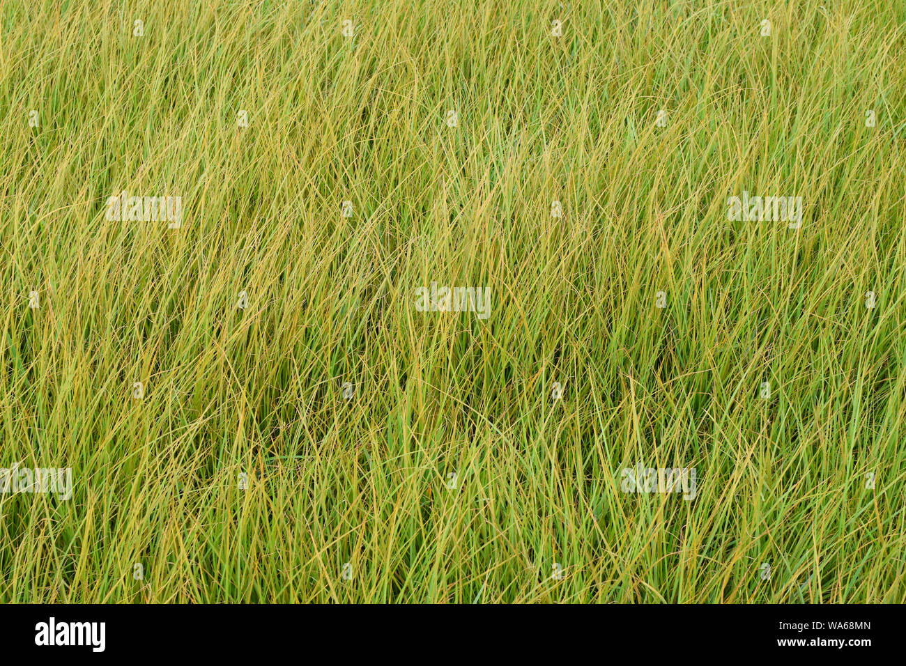 Background of green fresh grass. Field of wild green grass. Stock Photo