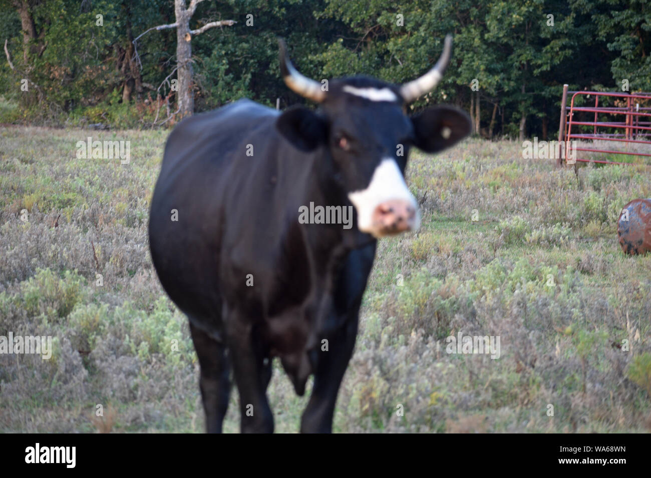Black Angus Cow Stock Photo - Alamy