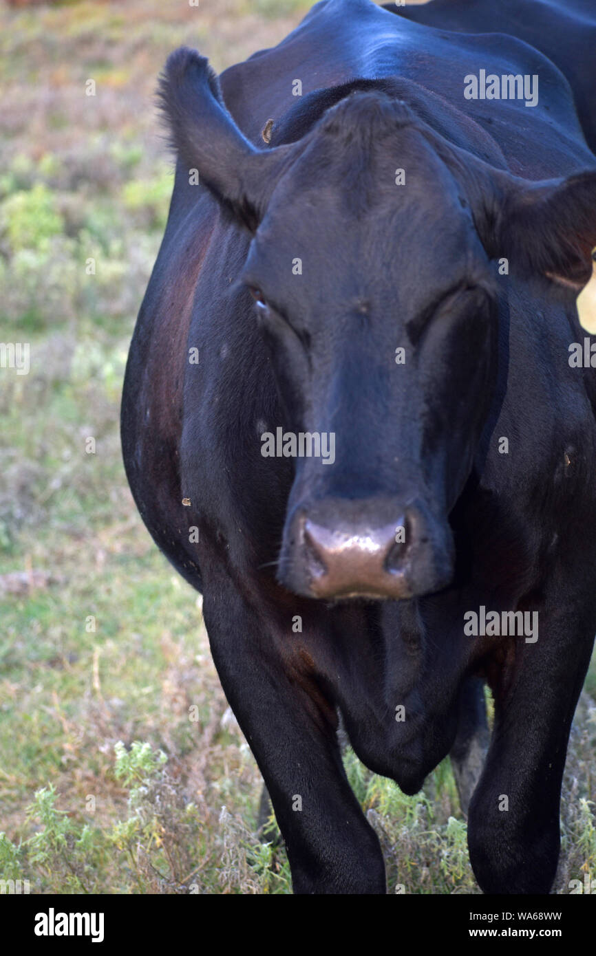 Black Angus Cow Stock Photo Alamy