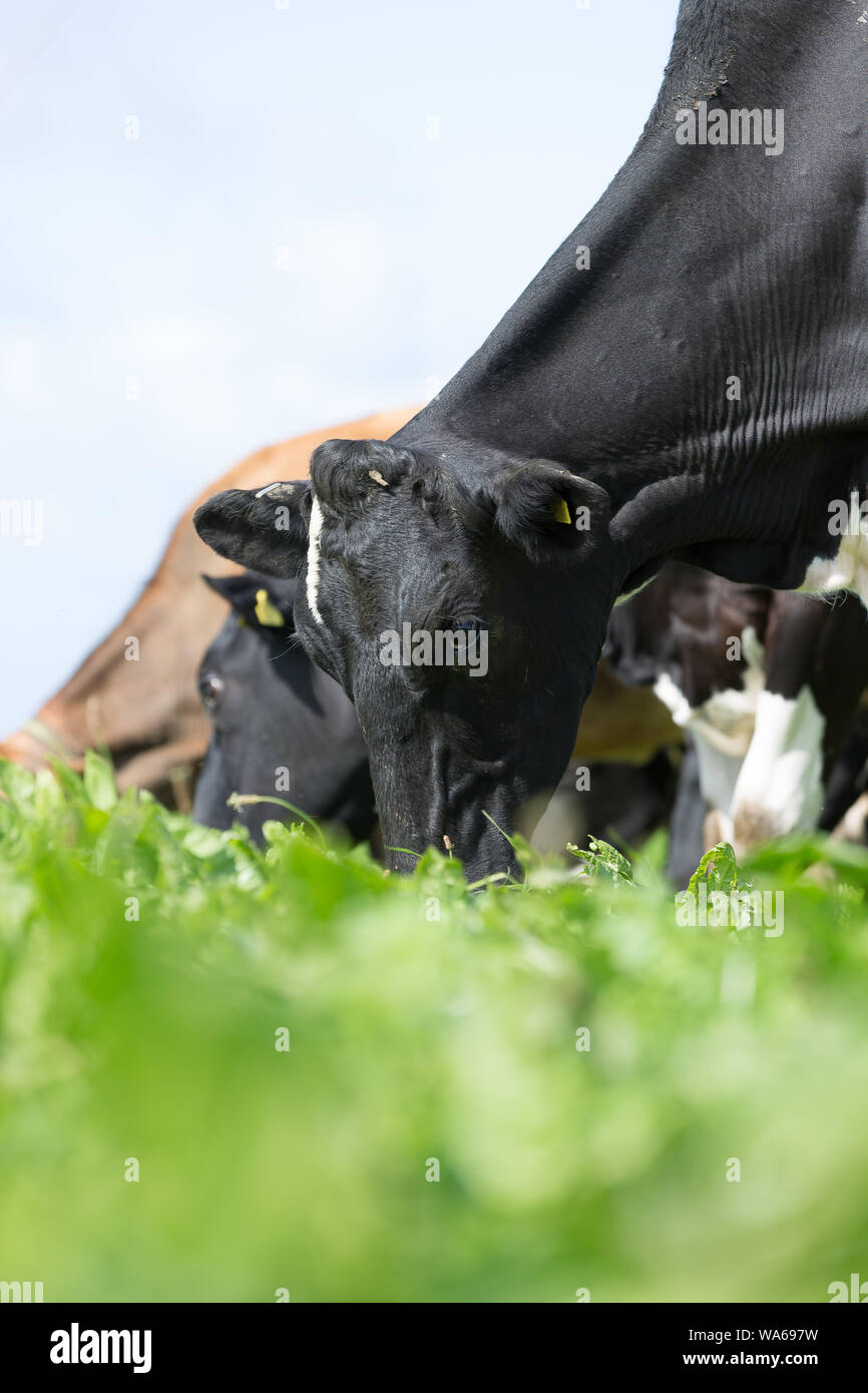 dairy cows grazing in uk Stock Photo - Alamy