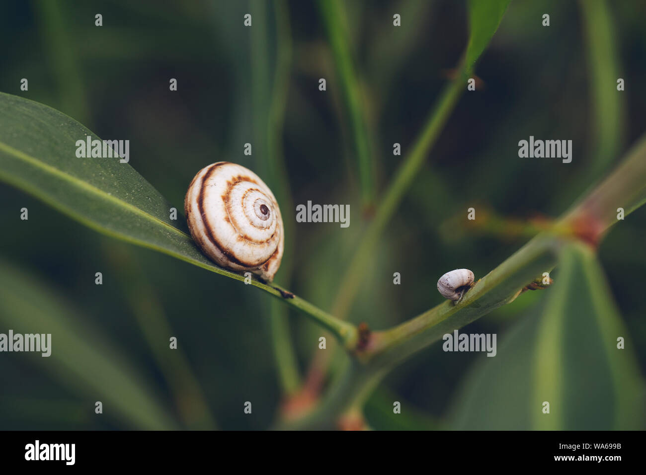 Little snail shell on the green leaf Stock Photo