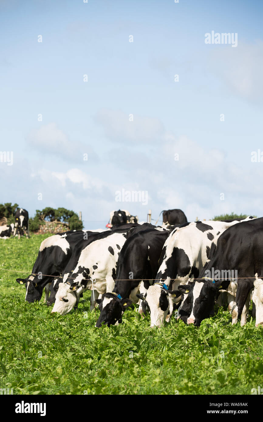 dairy cows grazing in uk Stock Photo - Alamy