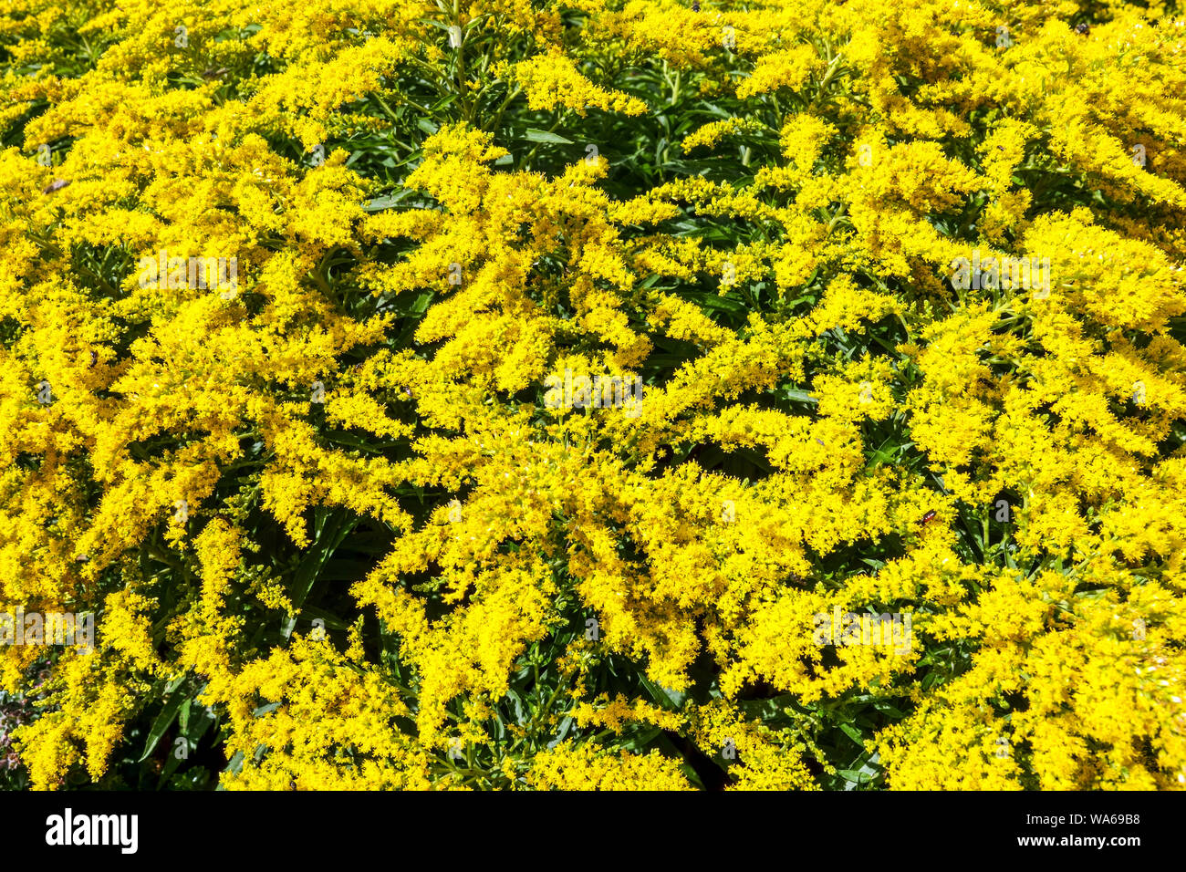 Yellow flowers, Goldenrod Solidago 'Strahlenkrone' Stock Photo