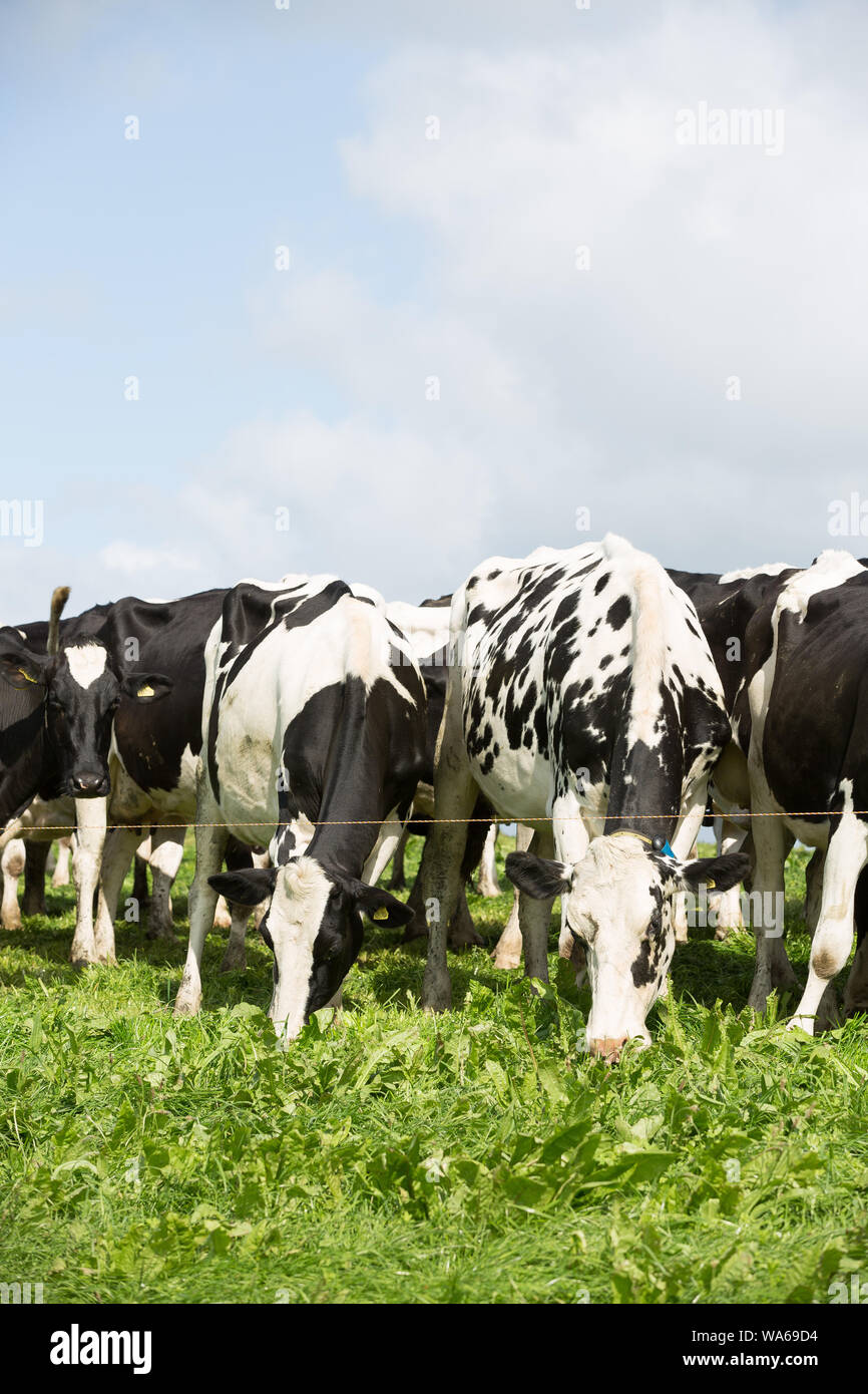 dairy cows grazing in uk Stock Photo