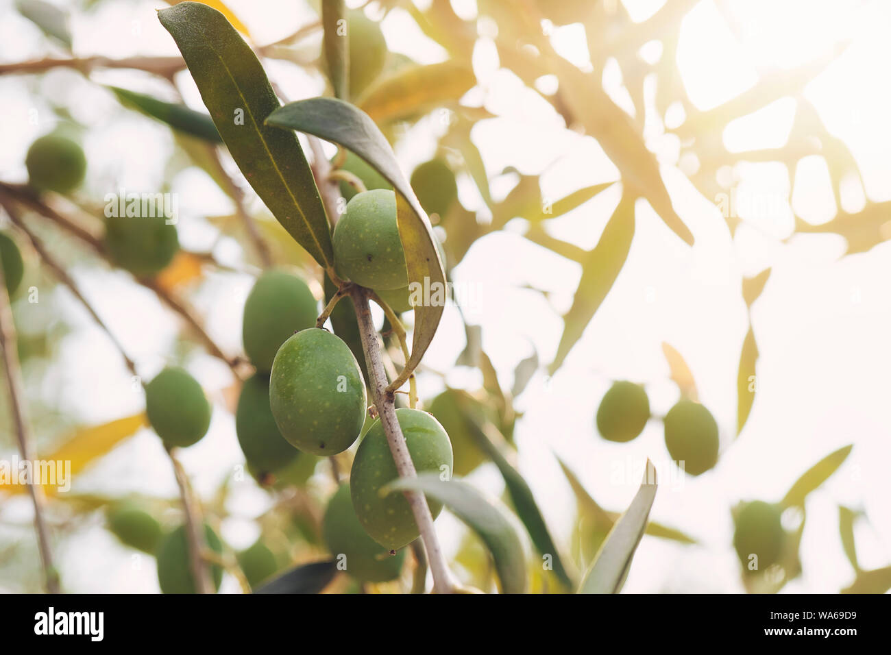 Close up of an Atmospheric image of green Olives hanging from a tree ...