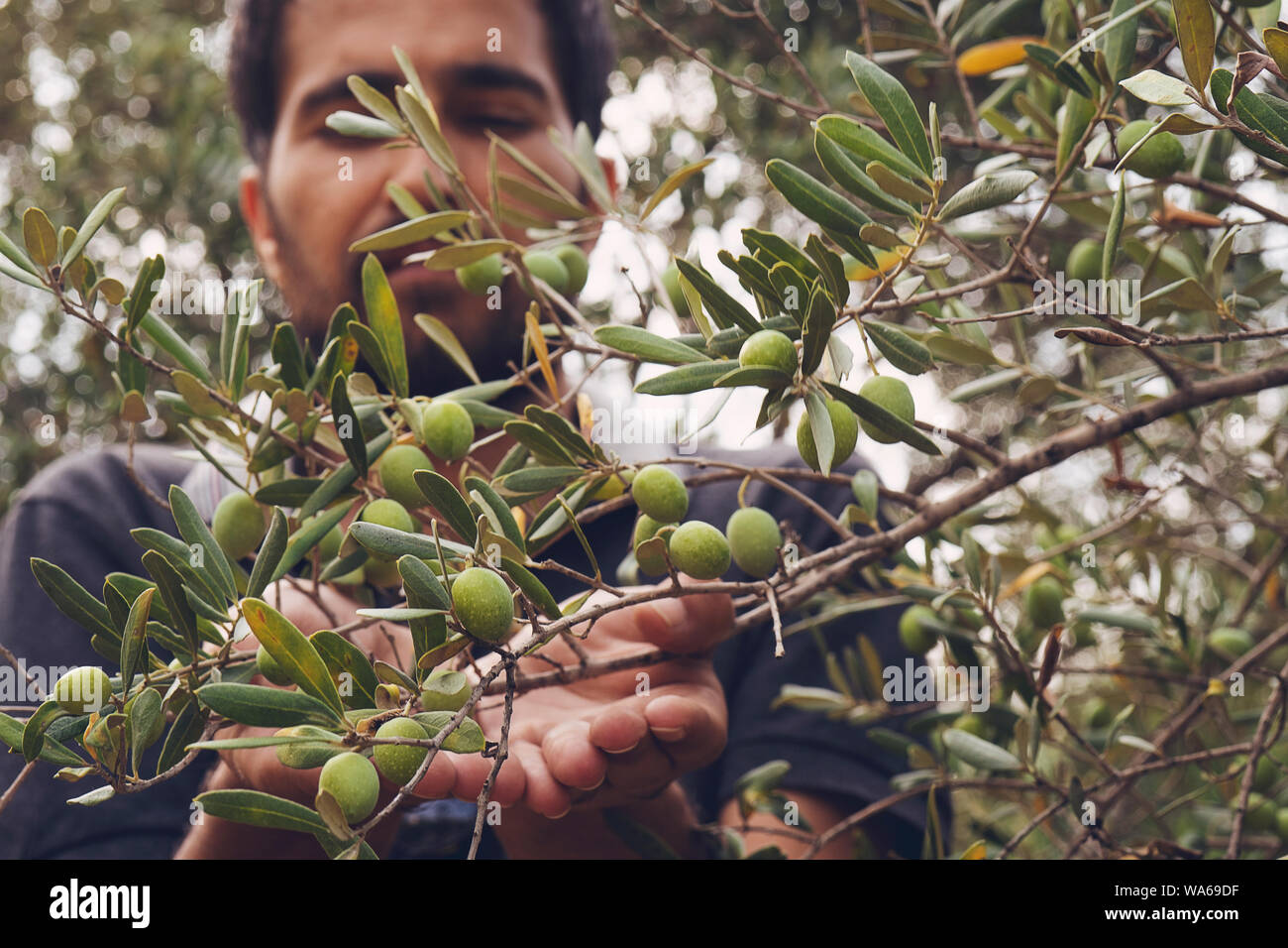 Olive Pickers High Resolution Stock Photography and Images Alamy