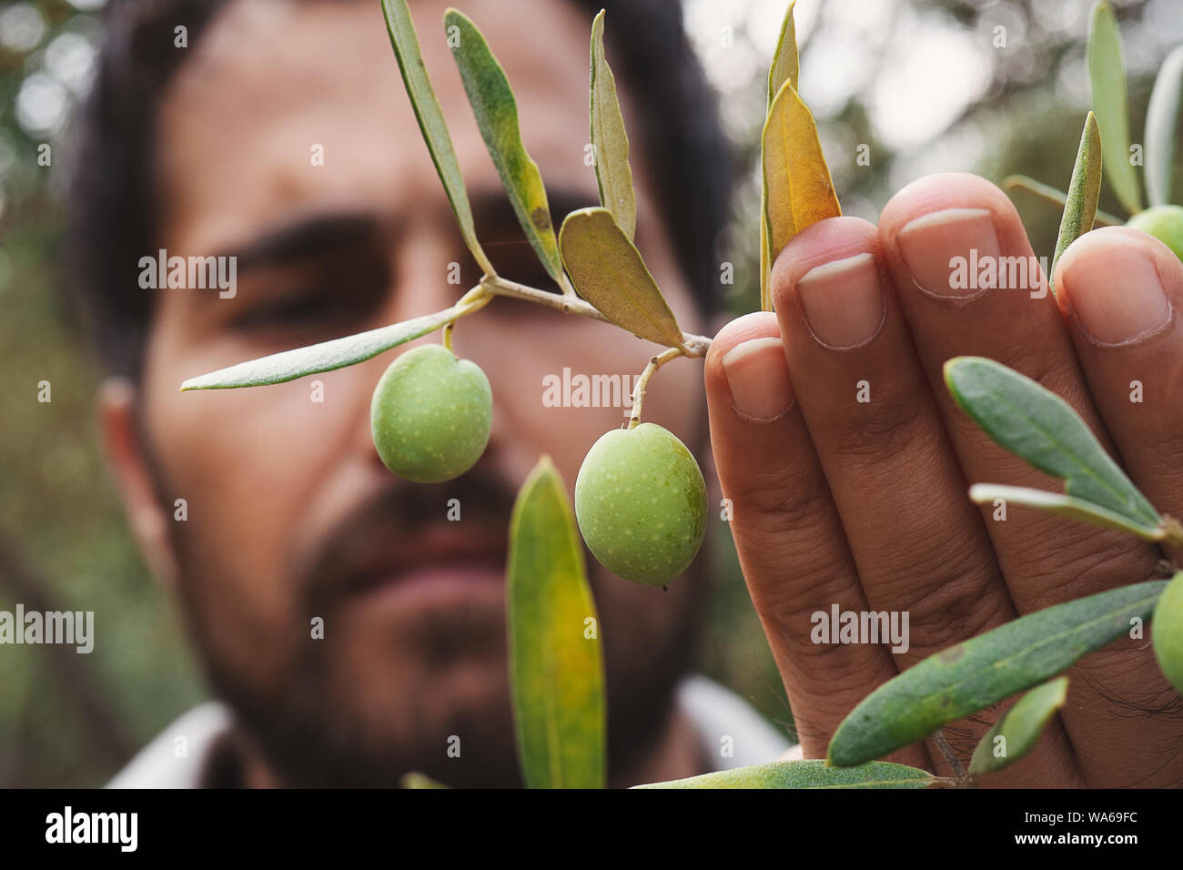 Close up view of an olive pickers' hand picking ripe olives from a tree
