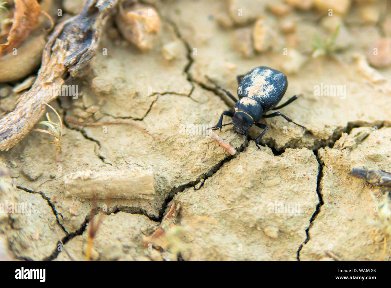 Black beetle or Blaps Mortisaga closeup on natural background. Stock Photo