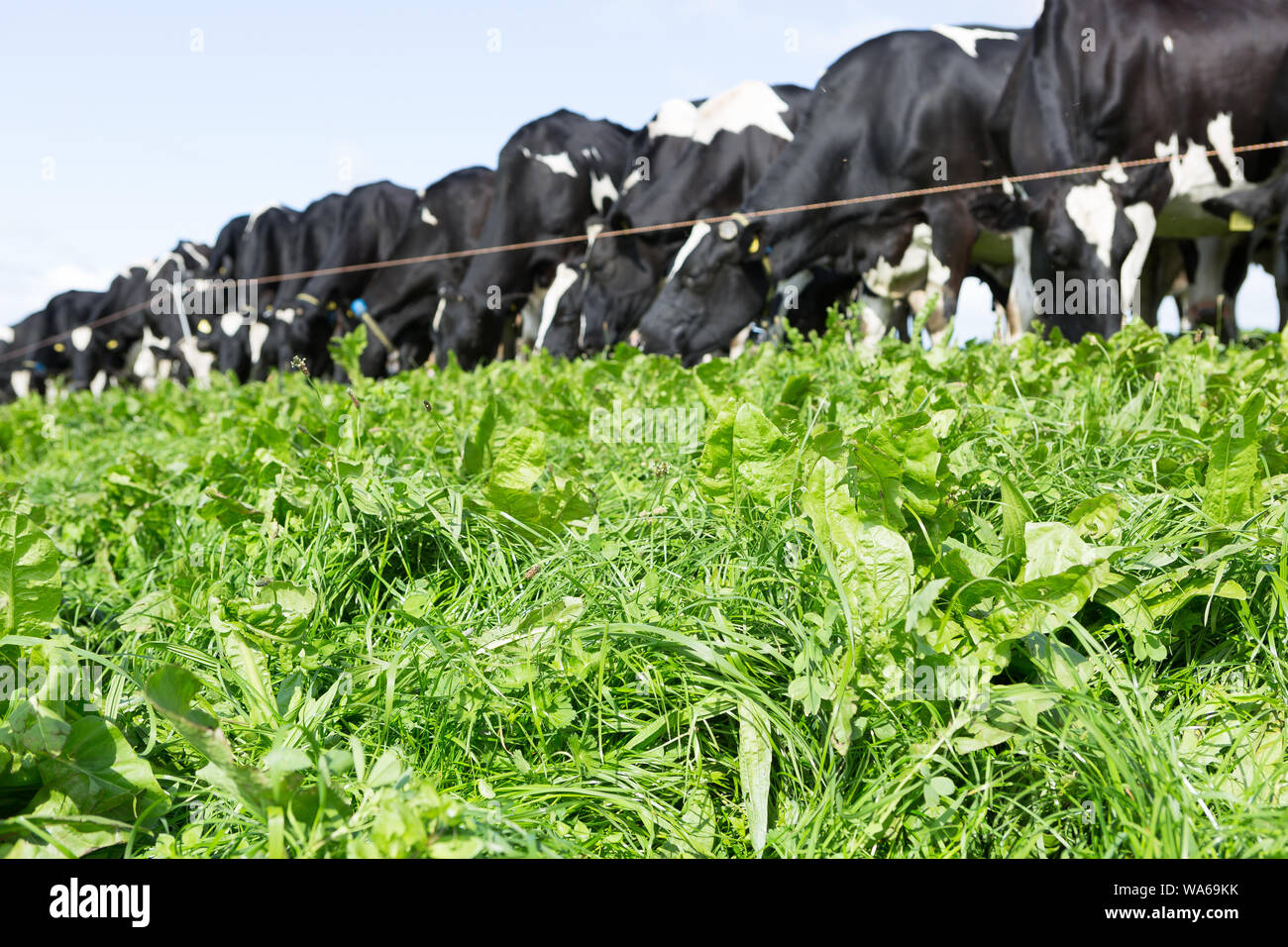 dairy cows grazing in uk Stock Photo