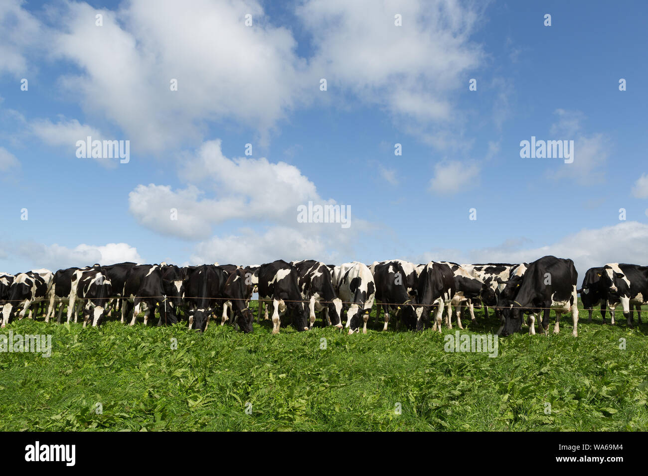 dairy cows grazing in uk Stock Photo - Alamy
