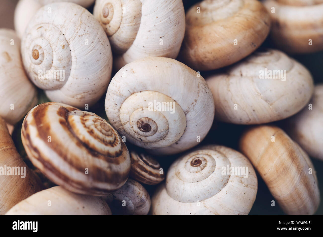 3,568 A Spiral Shell Of A Snail Stock Photos, High-Res Pictures