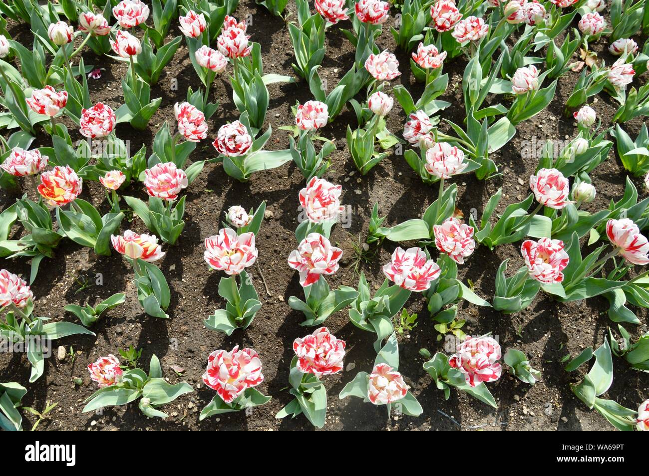 Tulpe liliaceae tulip hi-res stock photography and images - Alamy