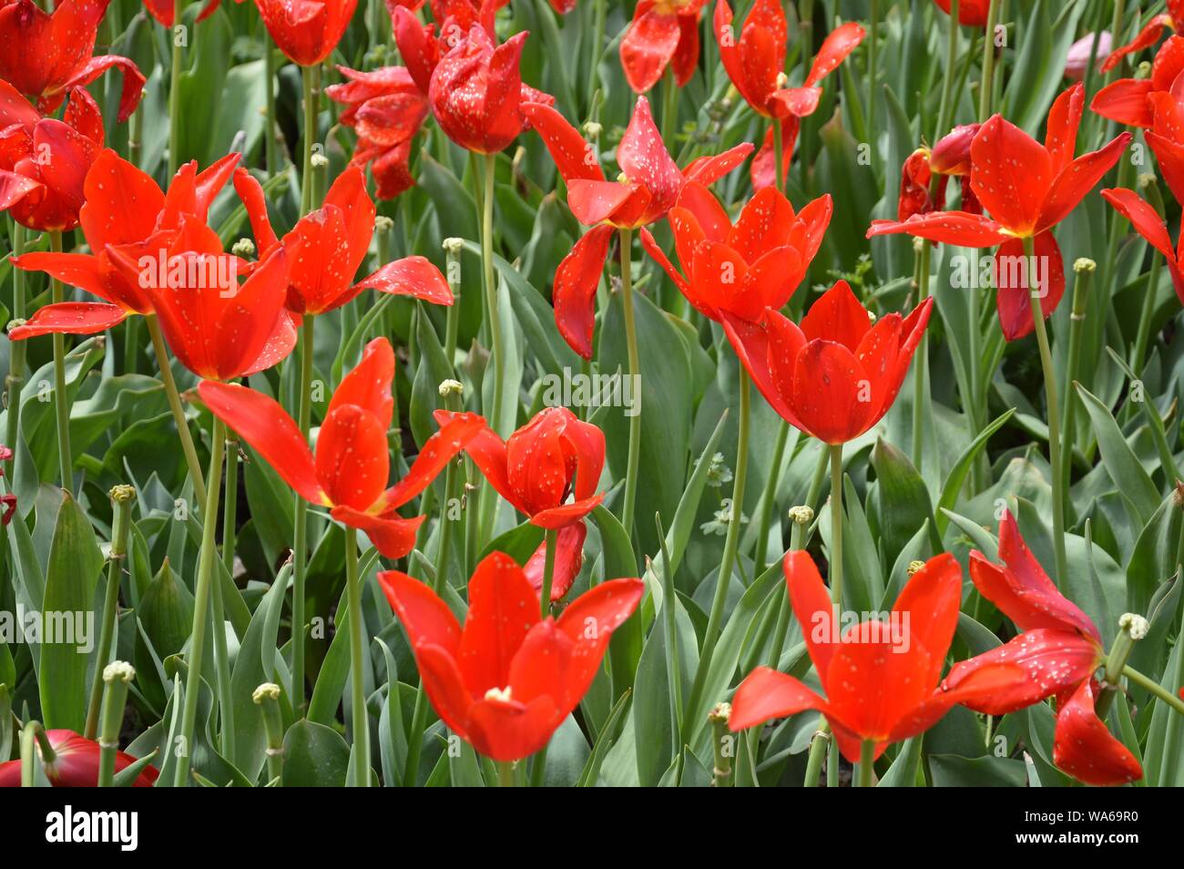 beautiful field of tulips Stock Photo