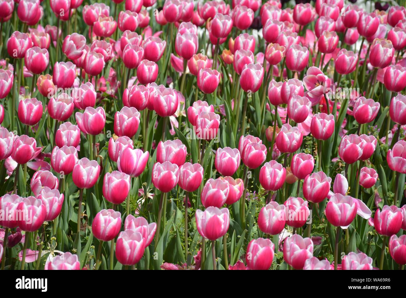 beautiful field of tulips Stock Photo