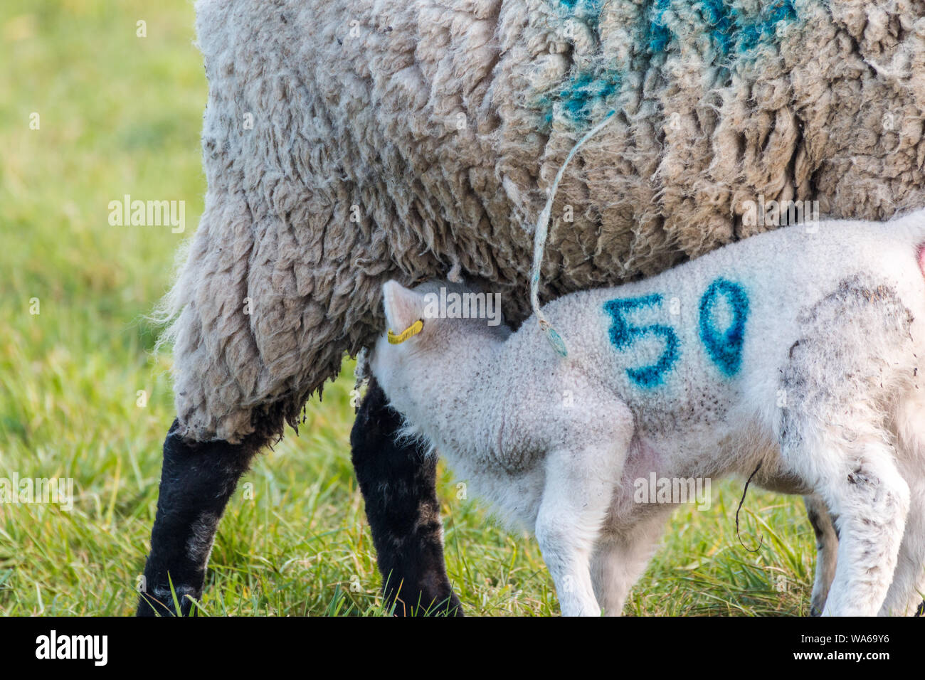 A baby spring lamb feeding from its lactating mother on a Suffolk farm Stock Photo