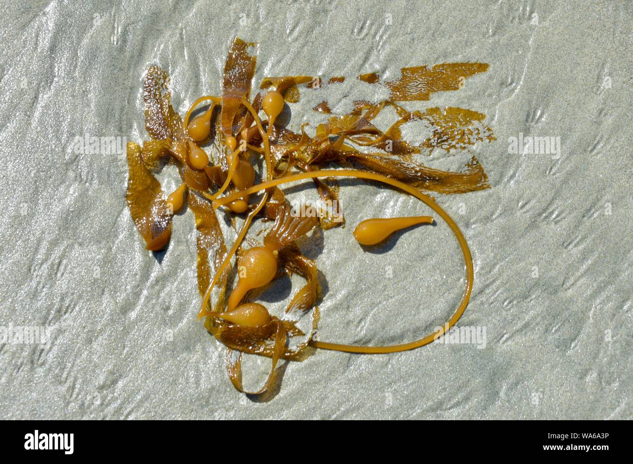 beautiful wrack formation washed out from the sea Stock Photo