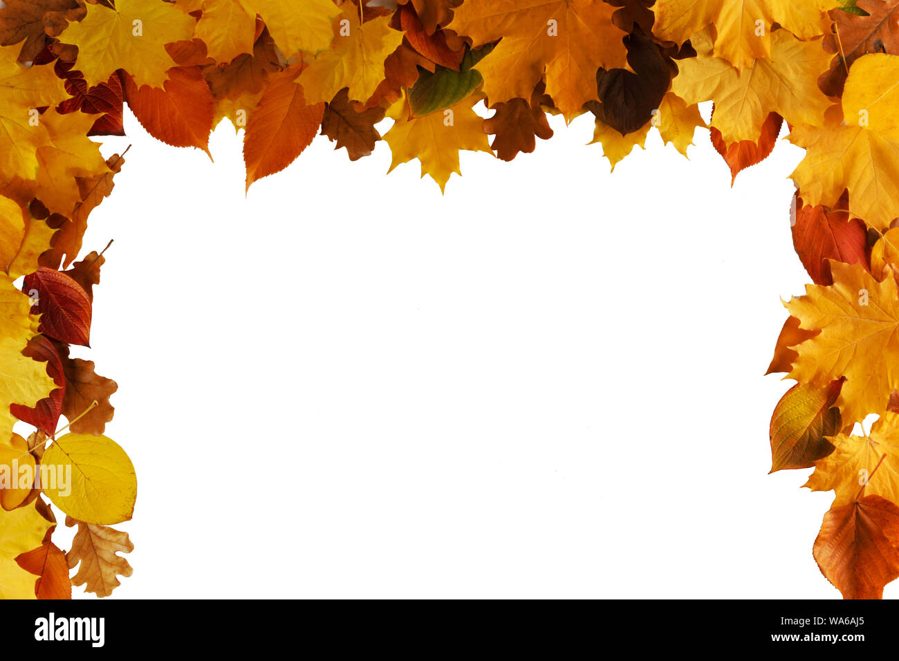 Autumn leaves border frame isolated on white background Stock Photo - Alamy