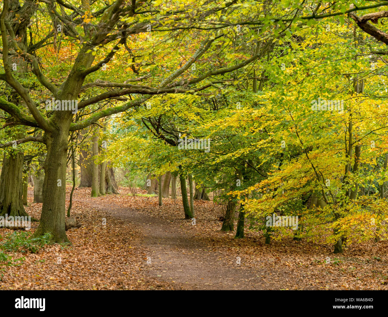 Autumn colour and woodland forest path on The National Forest Way, Derbyshire, England, UK. Stock Photo