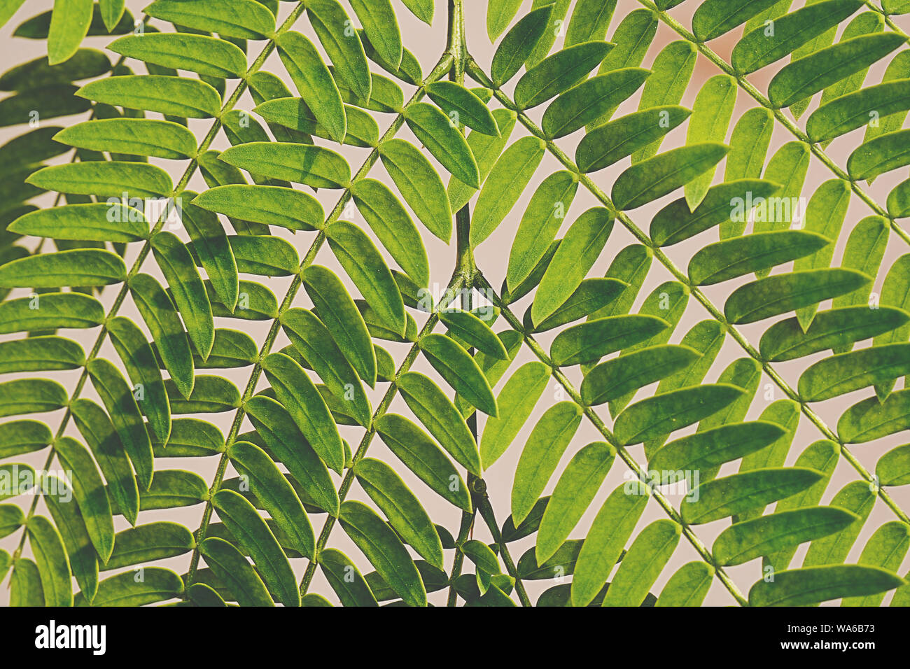 Ferns in rhododendron forest close-up. Nepal, Gorepani. Close up image Stock Photo