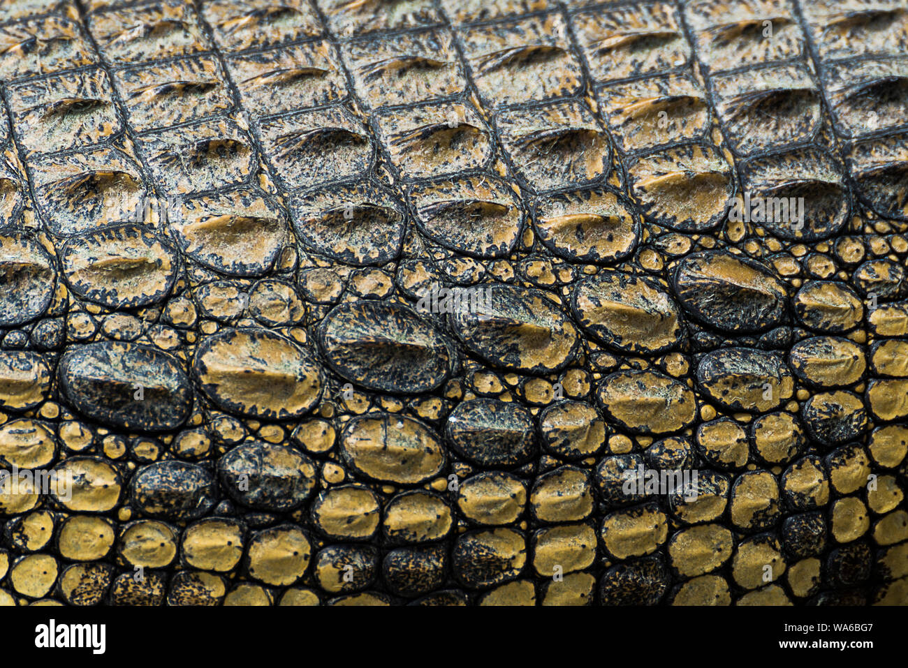 Close Red Burgundy Crocodile Alligator Belly Skin Texture Use Wallpaper  Stock Photo by ©PohSmith 252101328