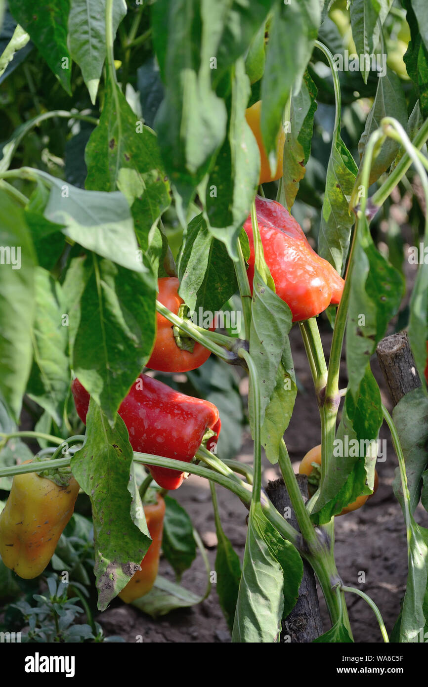 Bell pepper plant Stock Photo Alamy