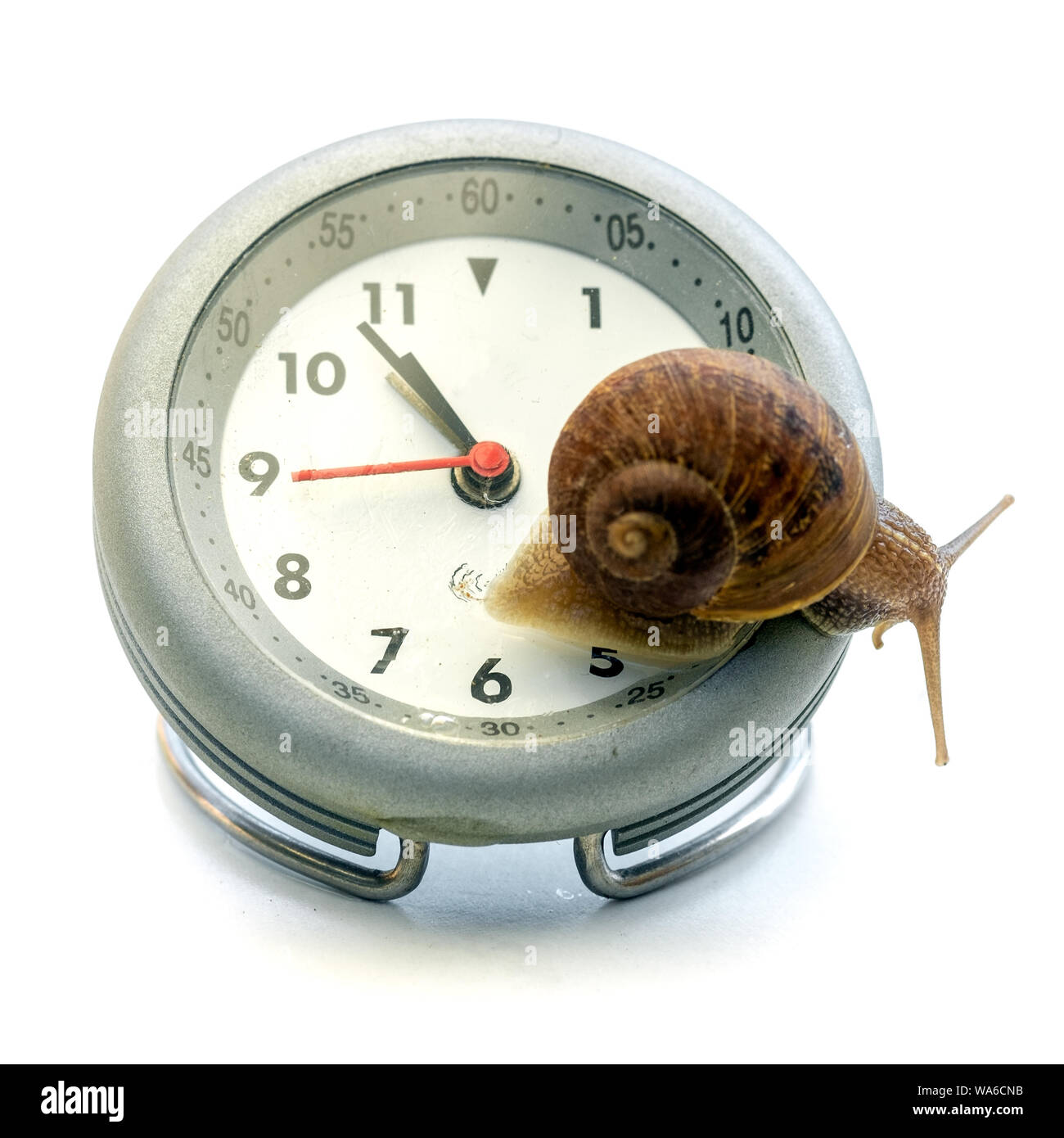 Clock and snail time concept. The snail slide out of the clock. Stock Photo