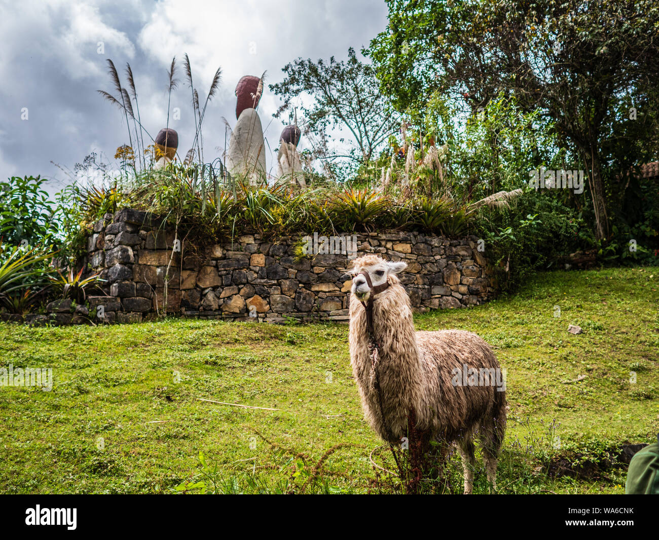 Llama (Alpaca) at Leymebamba Museum, Peru, South America Stock Photo