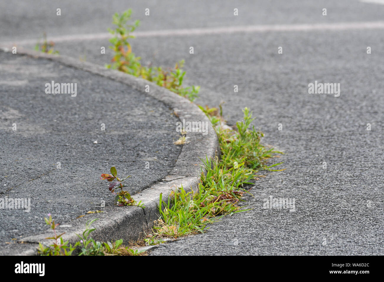weeds growing in the gutter of the road Stock Photo