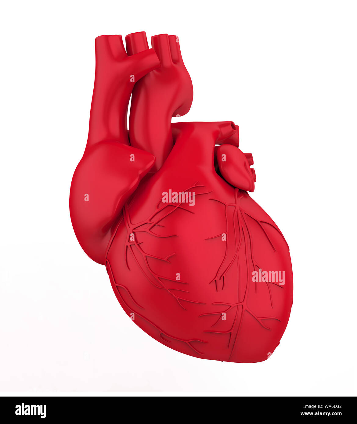 Human Heart Isolated Stock Photo