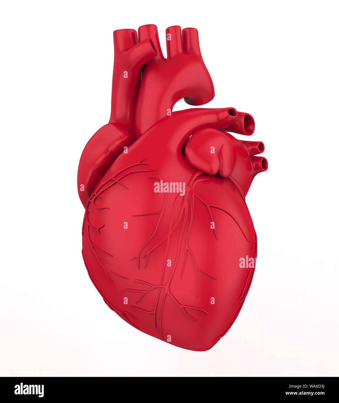 Human Heart Isolated Stock Photo
