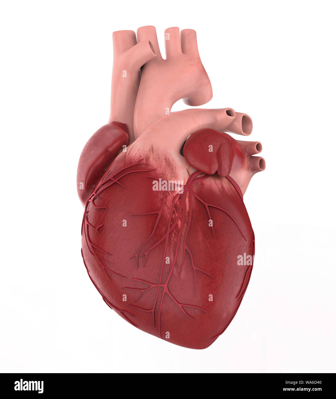 Human Heart Isolated Stock Photo