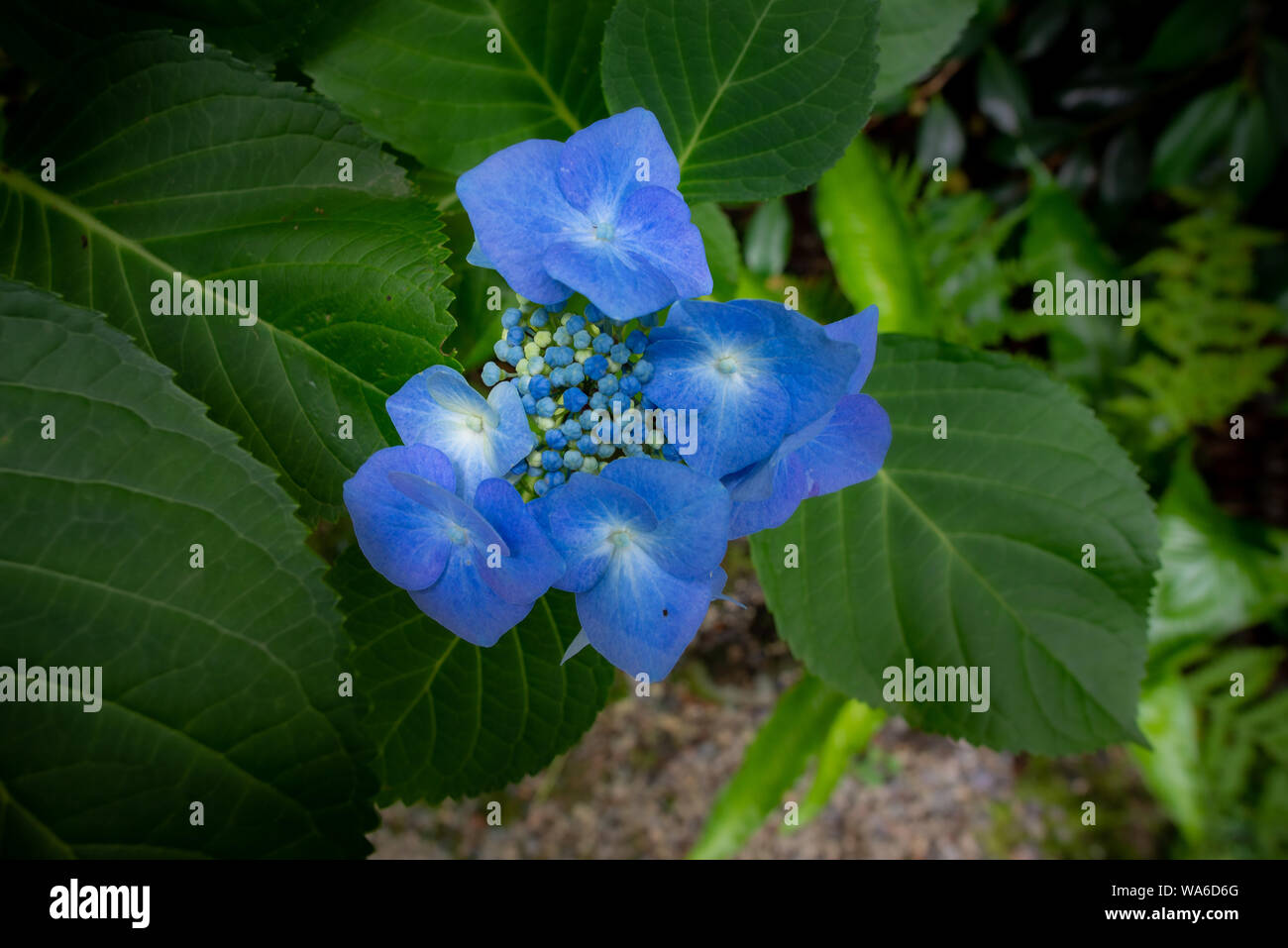 Close-up of a deep cobalt blue flower of an Hortensia  with leaves and blurred green background Stock Photo