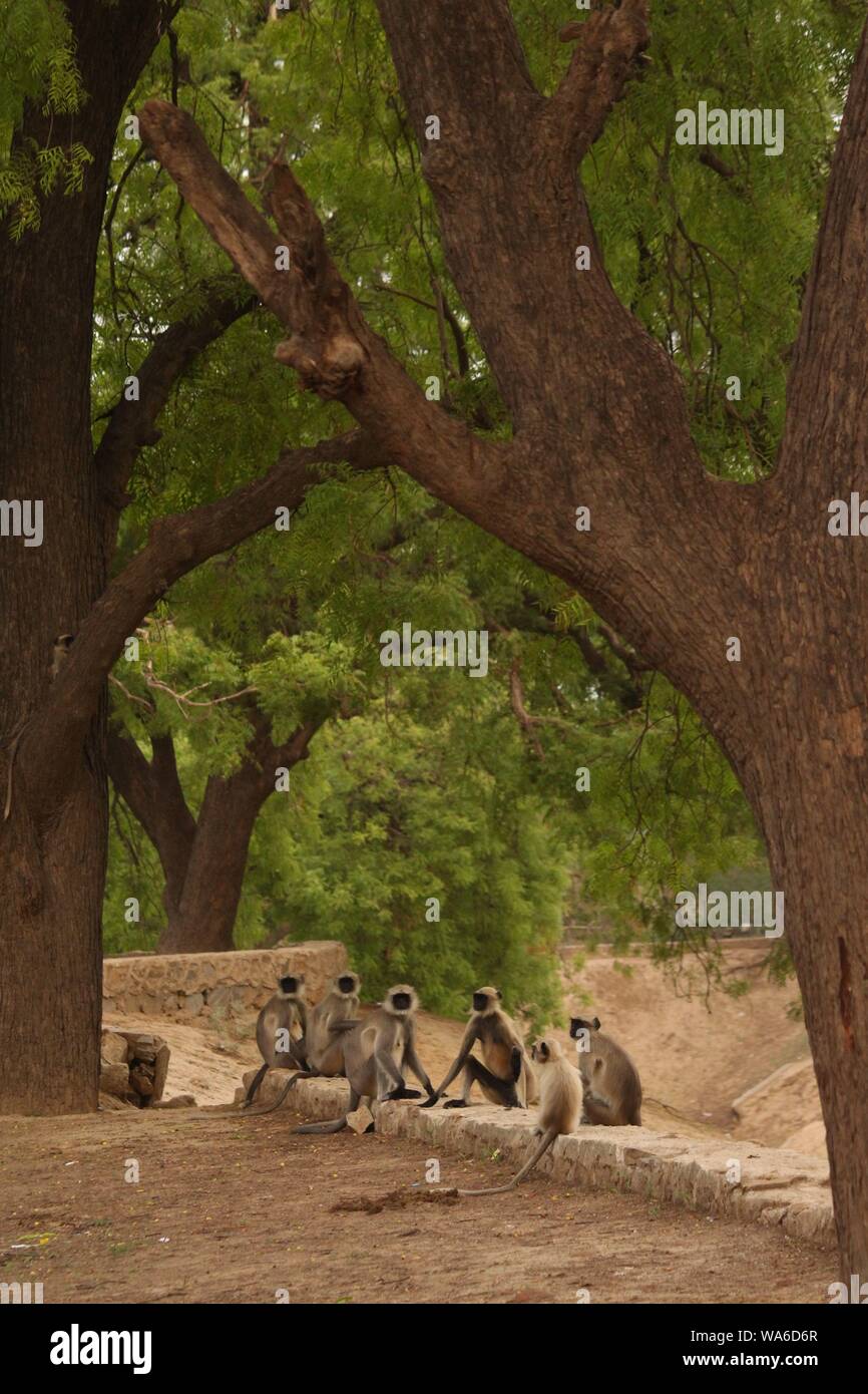 Peru, Chiclayo, Witchcraft, Shaman market. Spider monkey Stock Photo - Alamy