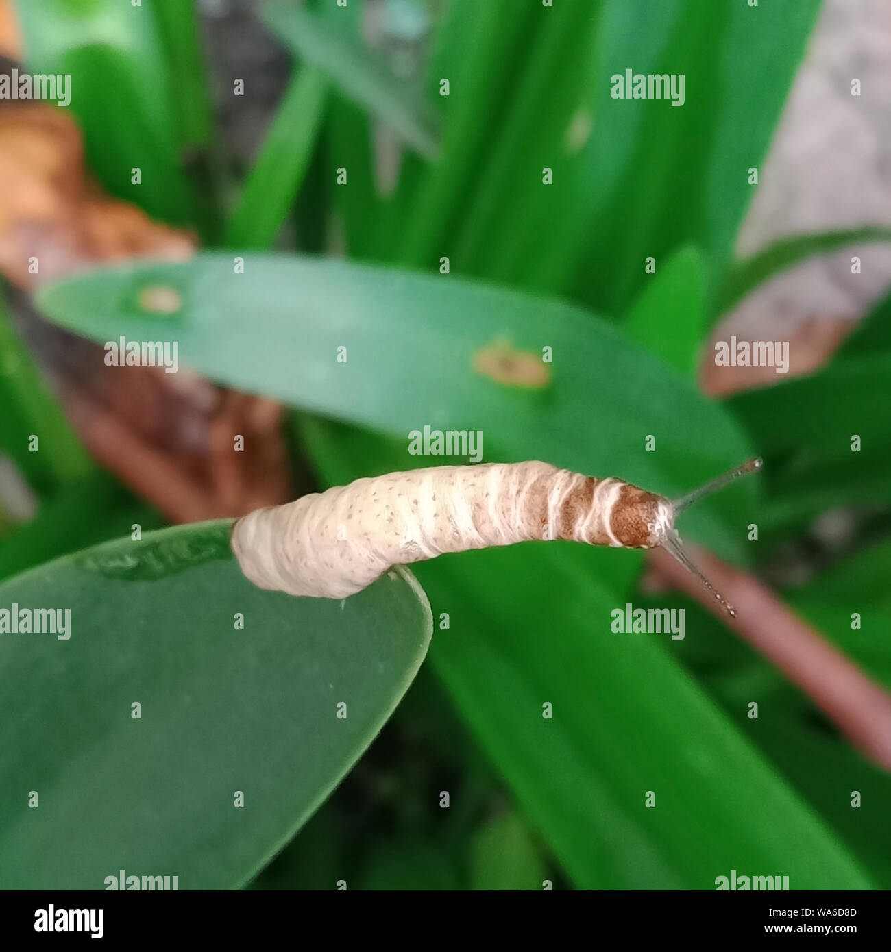 Saving Eno Monarchs - Eno River Association, image size:1300x1390