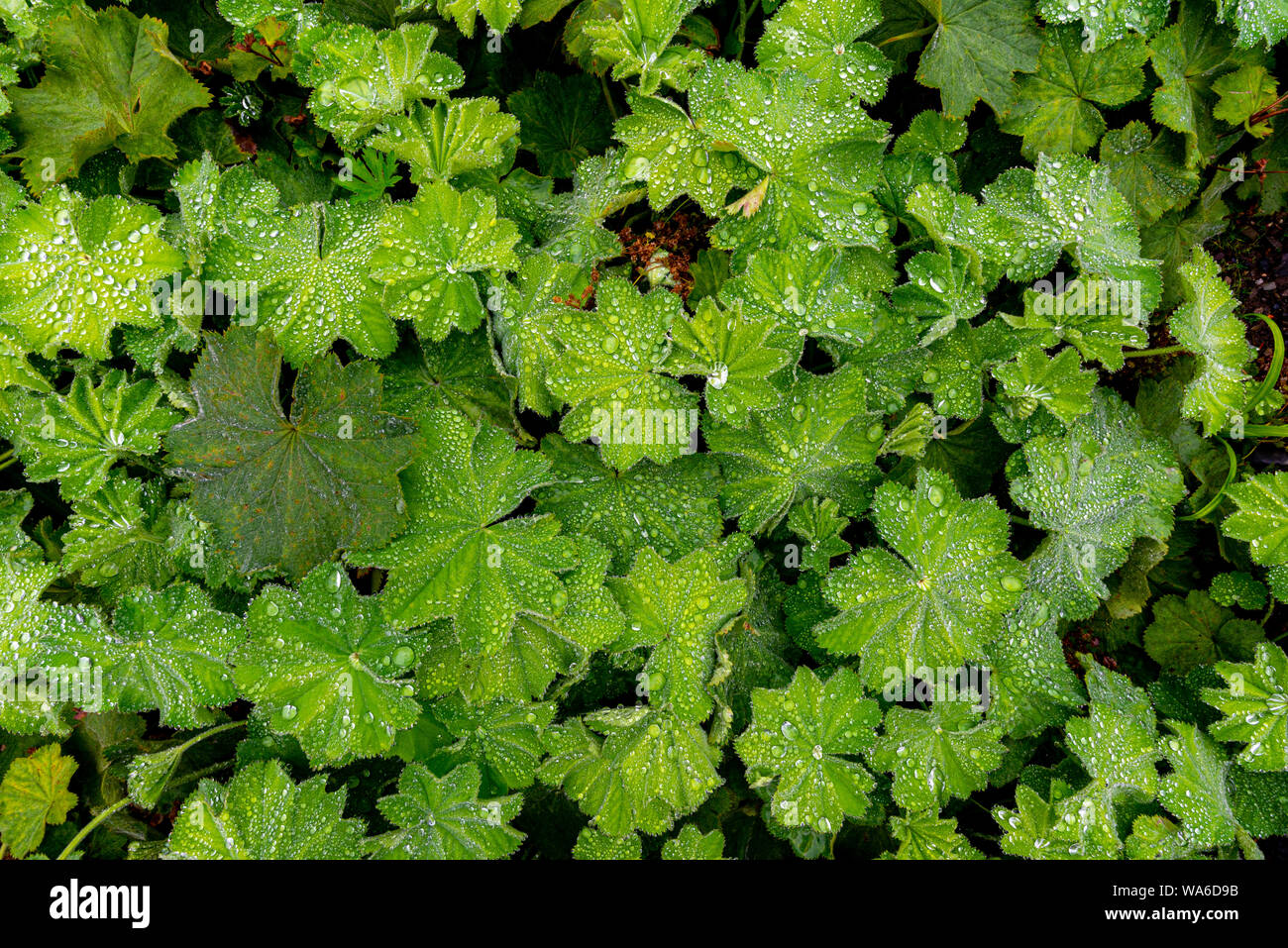 Perennials ladys mantle hi-res stock photography and images - Alamy