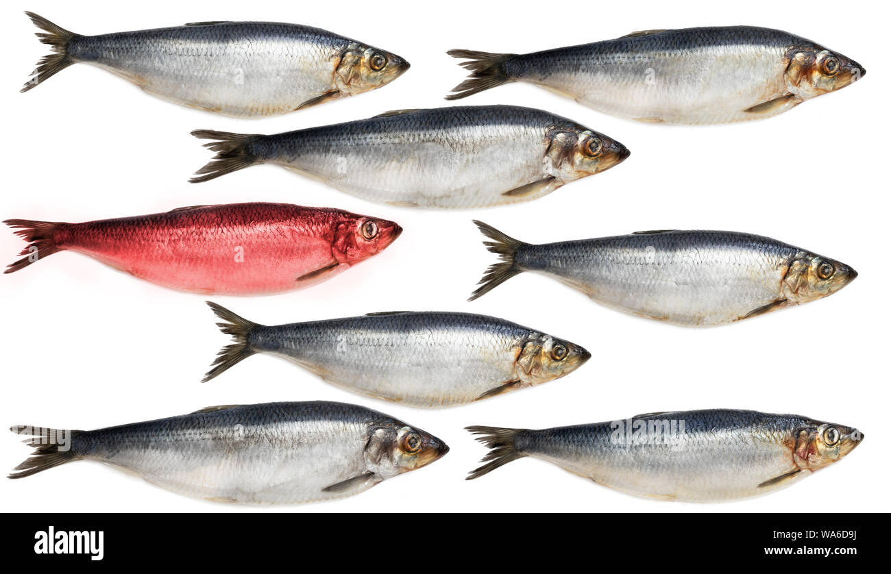 Concept showing traditional english red herring idiom Stock Photo Alamy