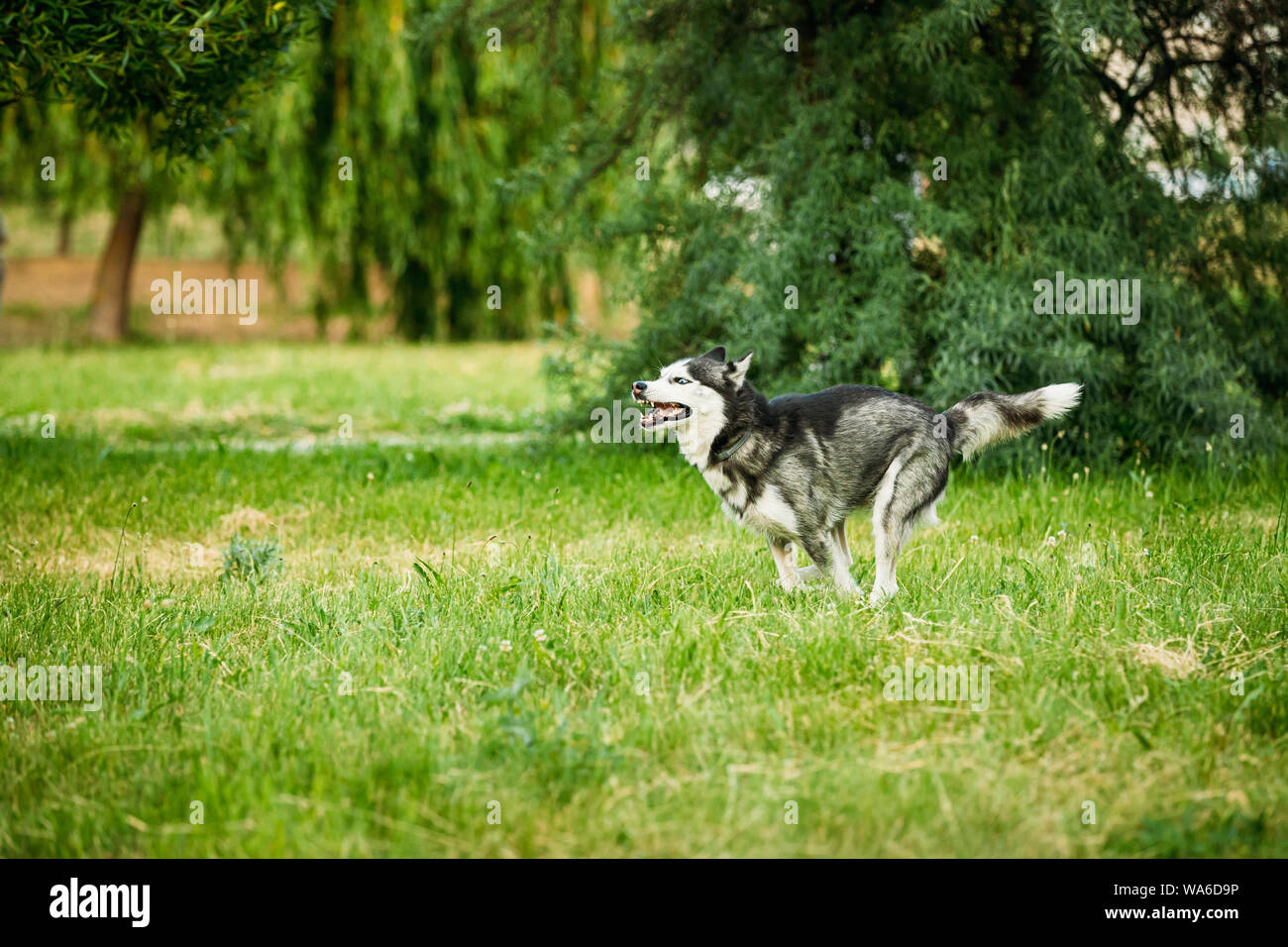 how fast can a siberian husky run