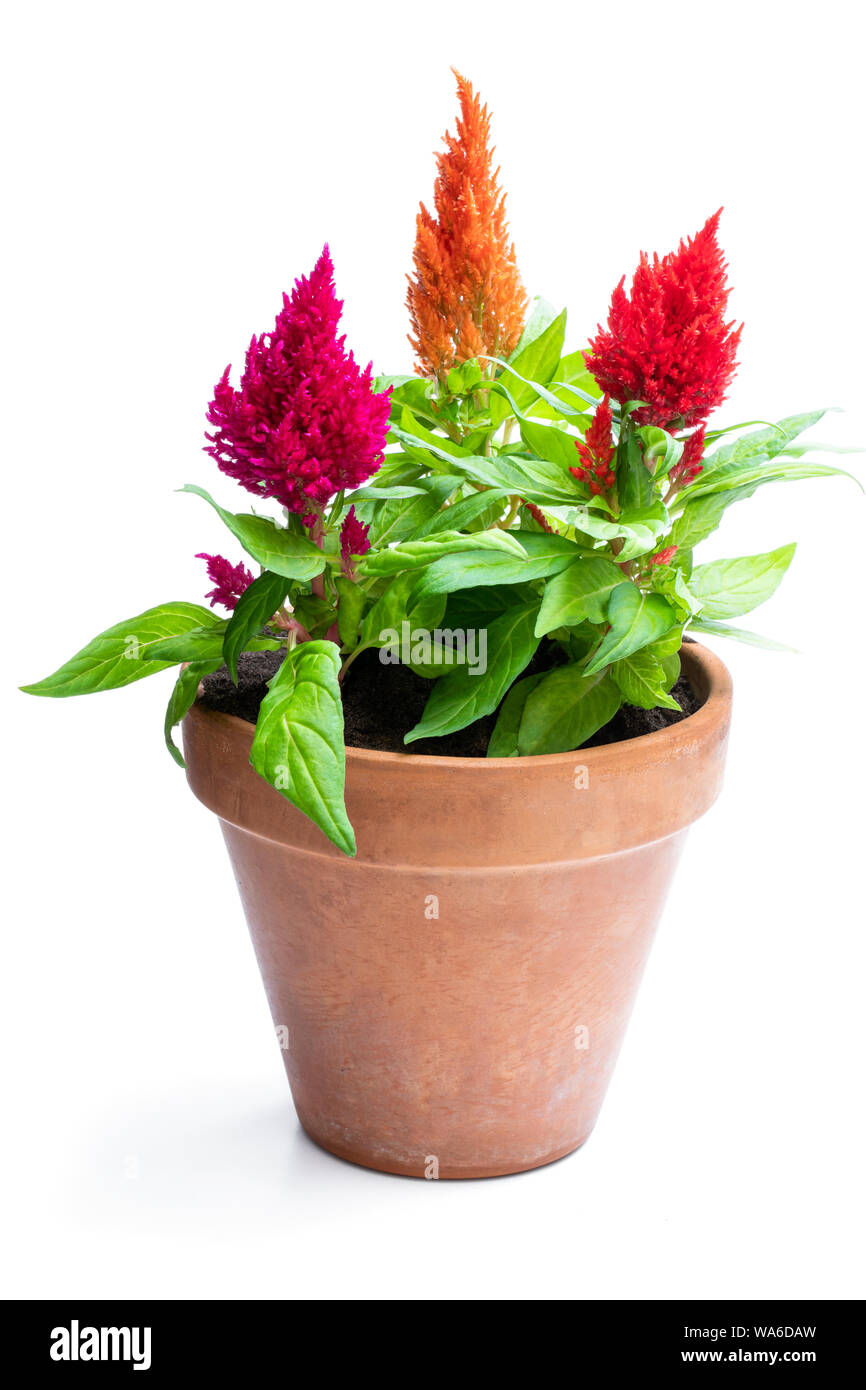 Colorful celosia plants in flower pot isolated on white Stock Photo - Alamy