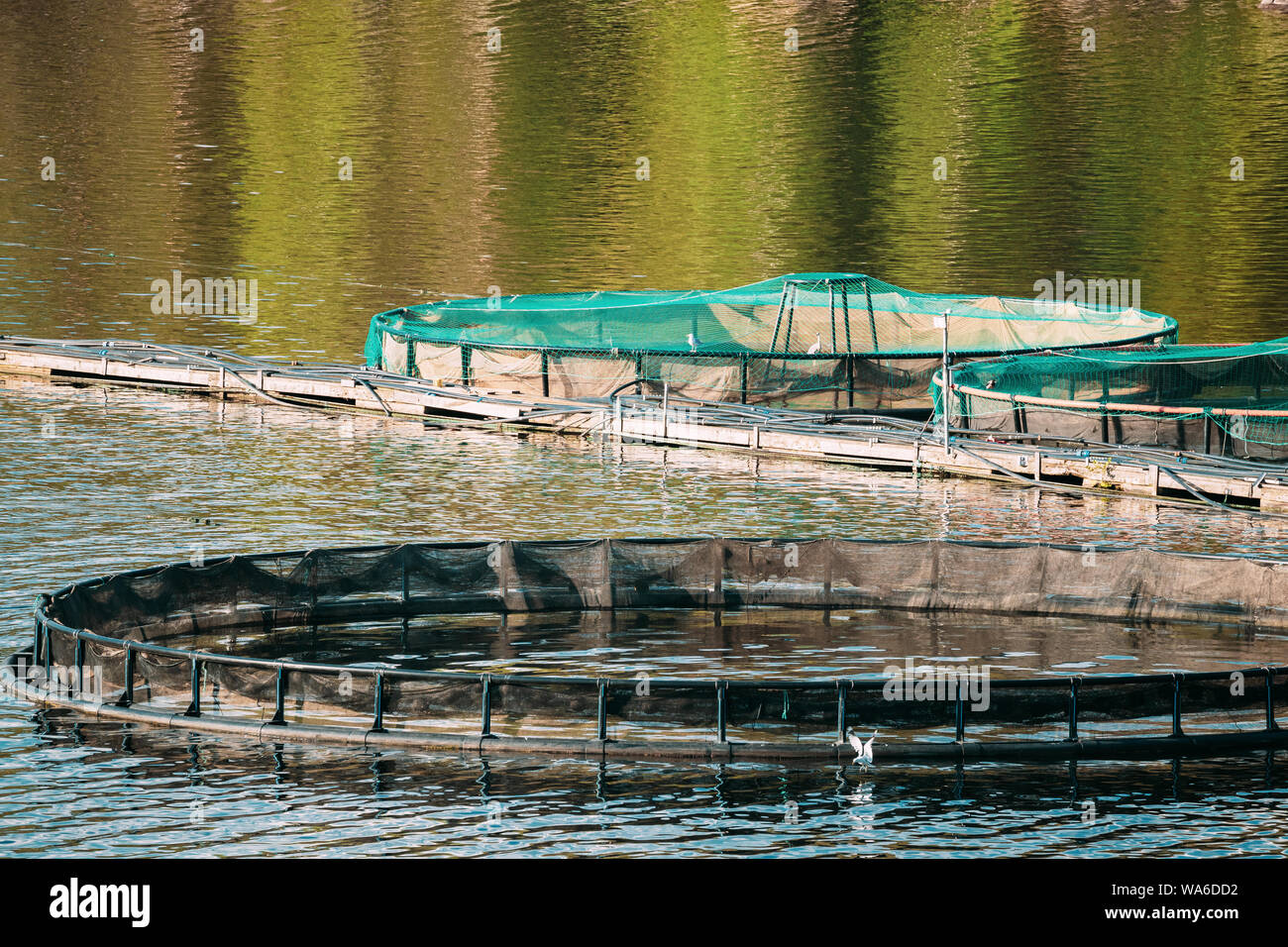 Fisheries, Fish Farm In Summer Lake Or River In Beautiful Summer Sunny Day. Swedish Nature, Sweden. Stock Photo