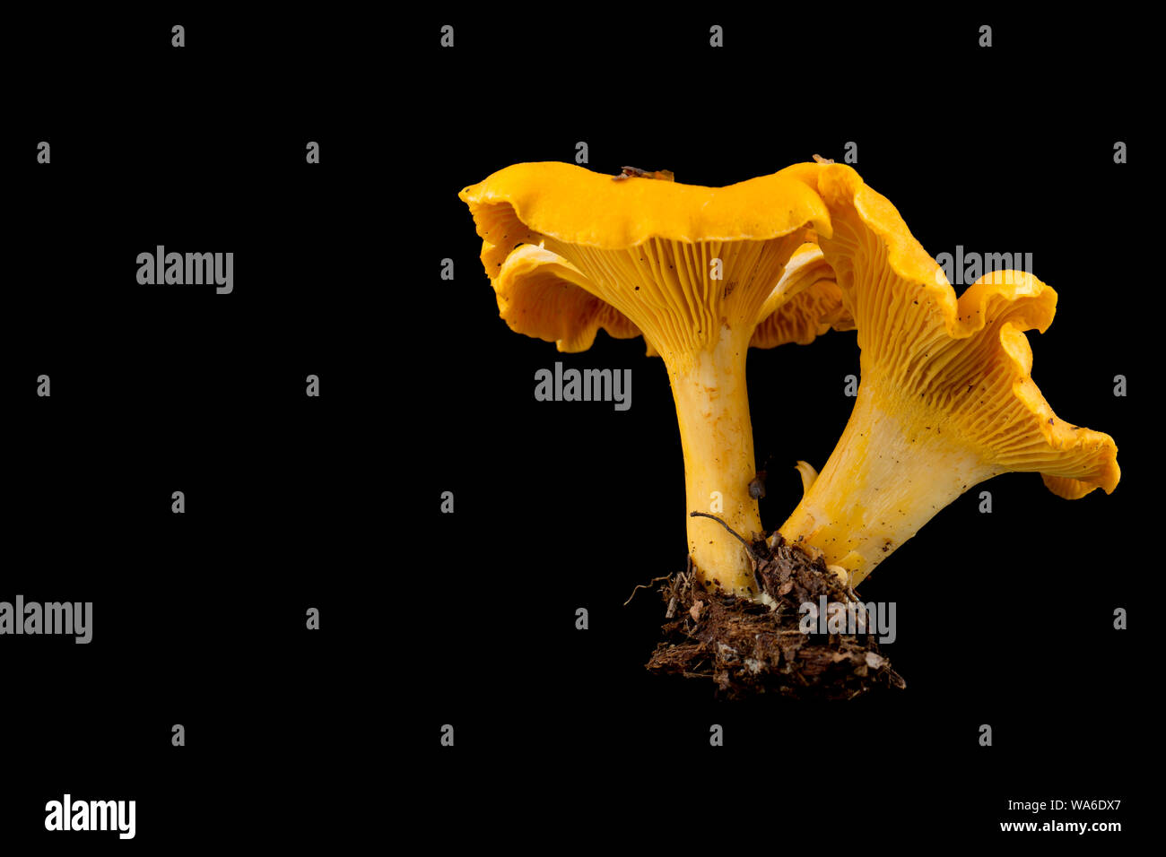 Two Chanterelle mushrooms, Cantharellus cibarius,  sometimes called golden chanterelles, photographed against a black background. Chanterelles are pop Stock Photo