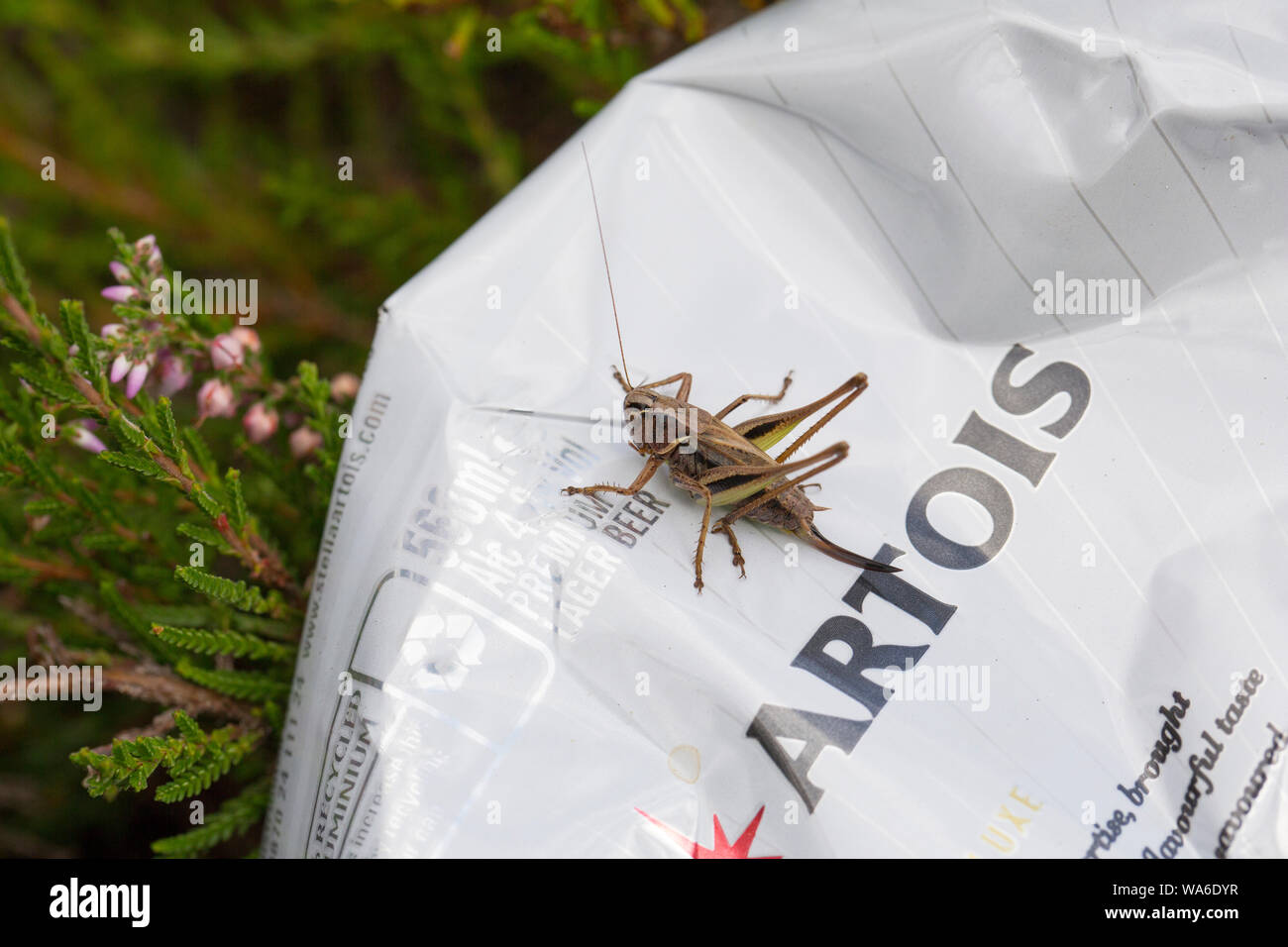 A female Bog bush-cricket sitting on a crushed and discarded Stella Artois beer can that has been left in heather. New Forest Hampshire UK GB Stock Photo