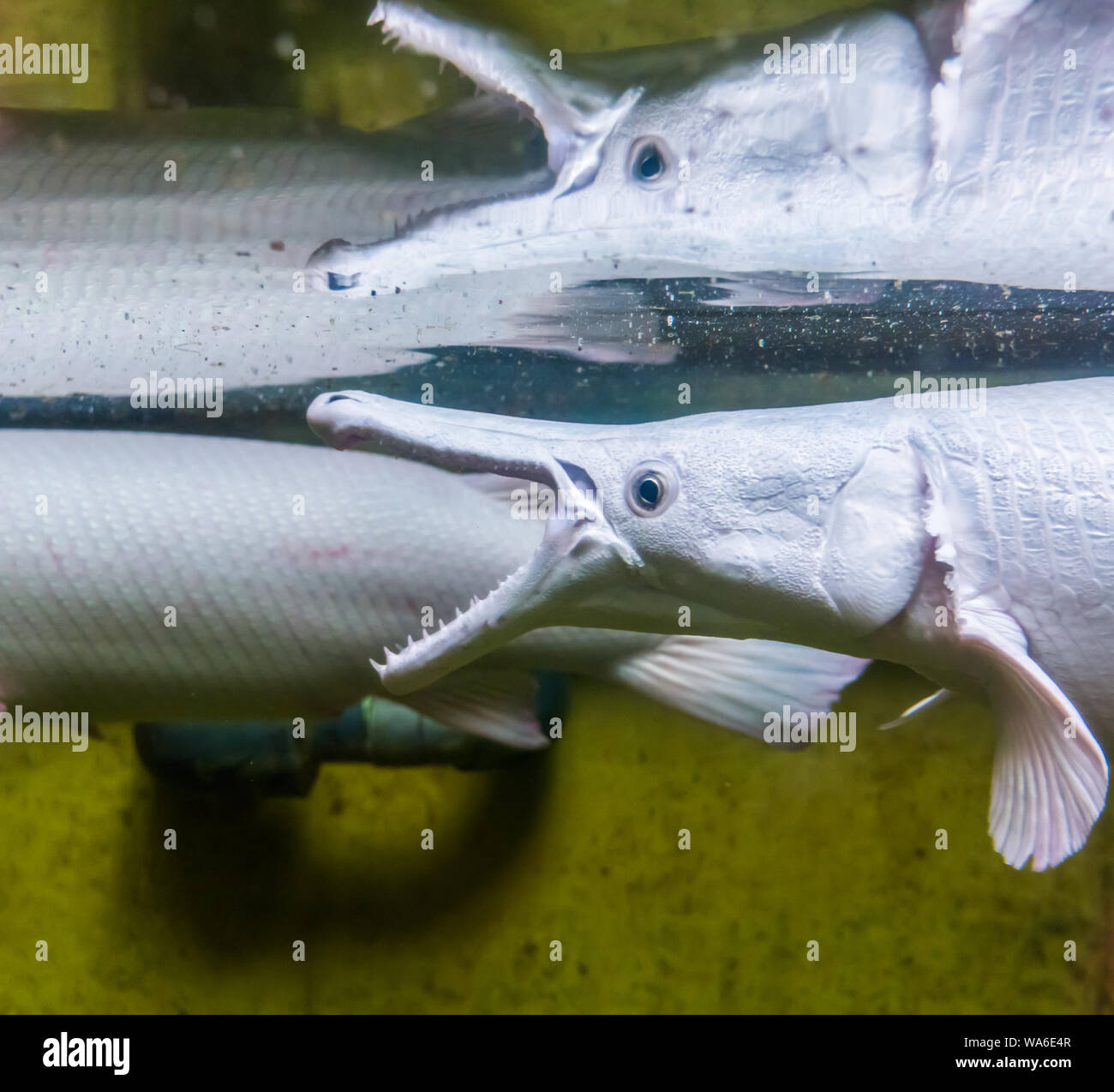 Alligator Gar Hi res Stock Photography And Images Alamy