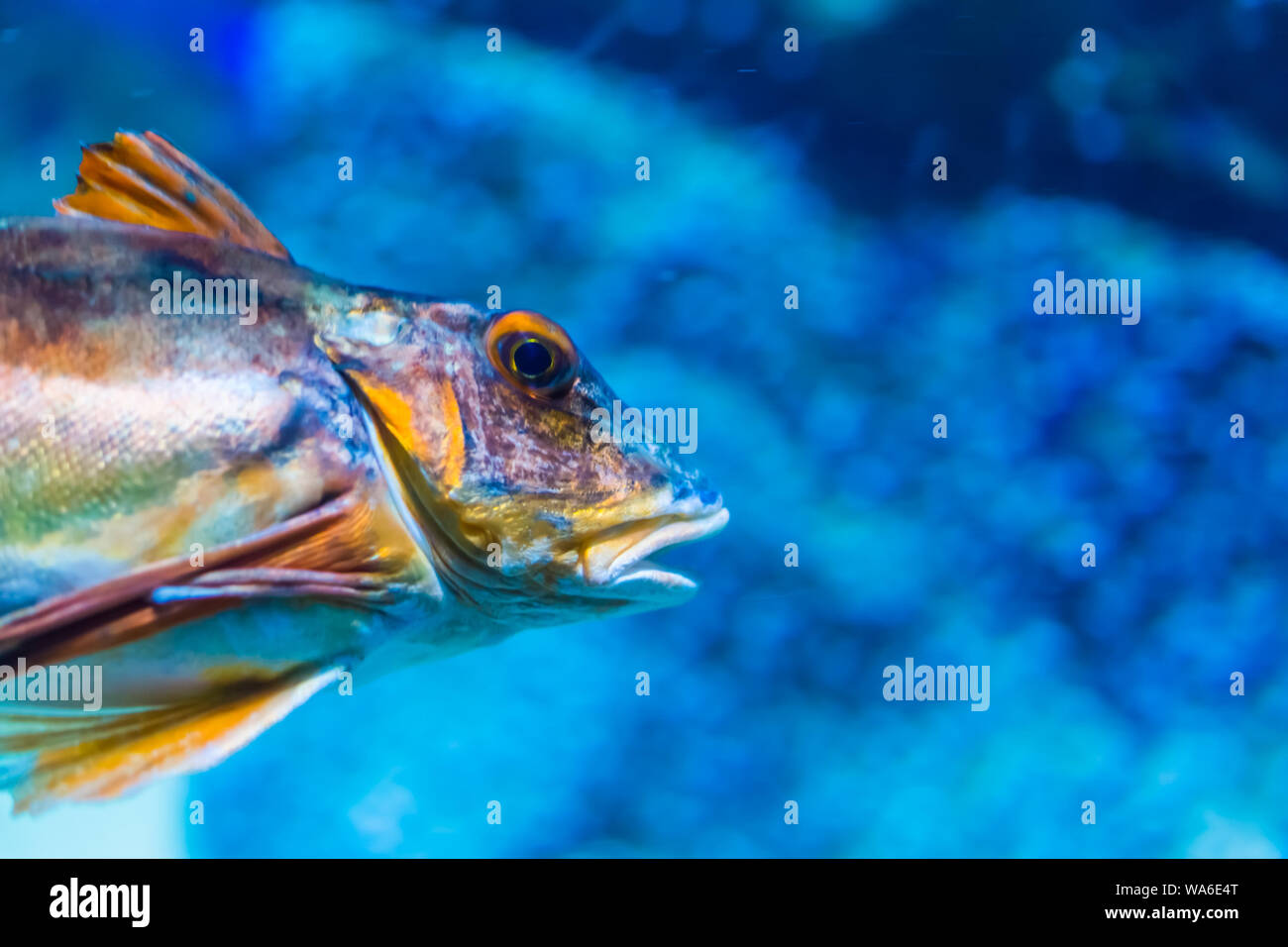 closeup of the face of a sea bream, popular fish specie from the atlantic ocean Stock Photo