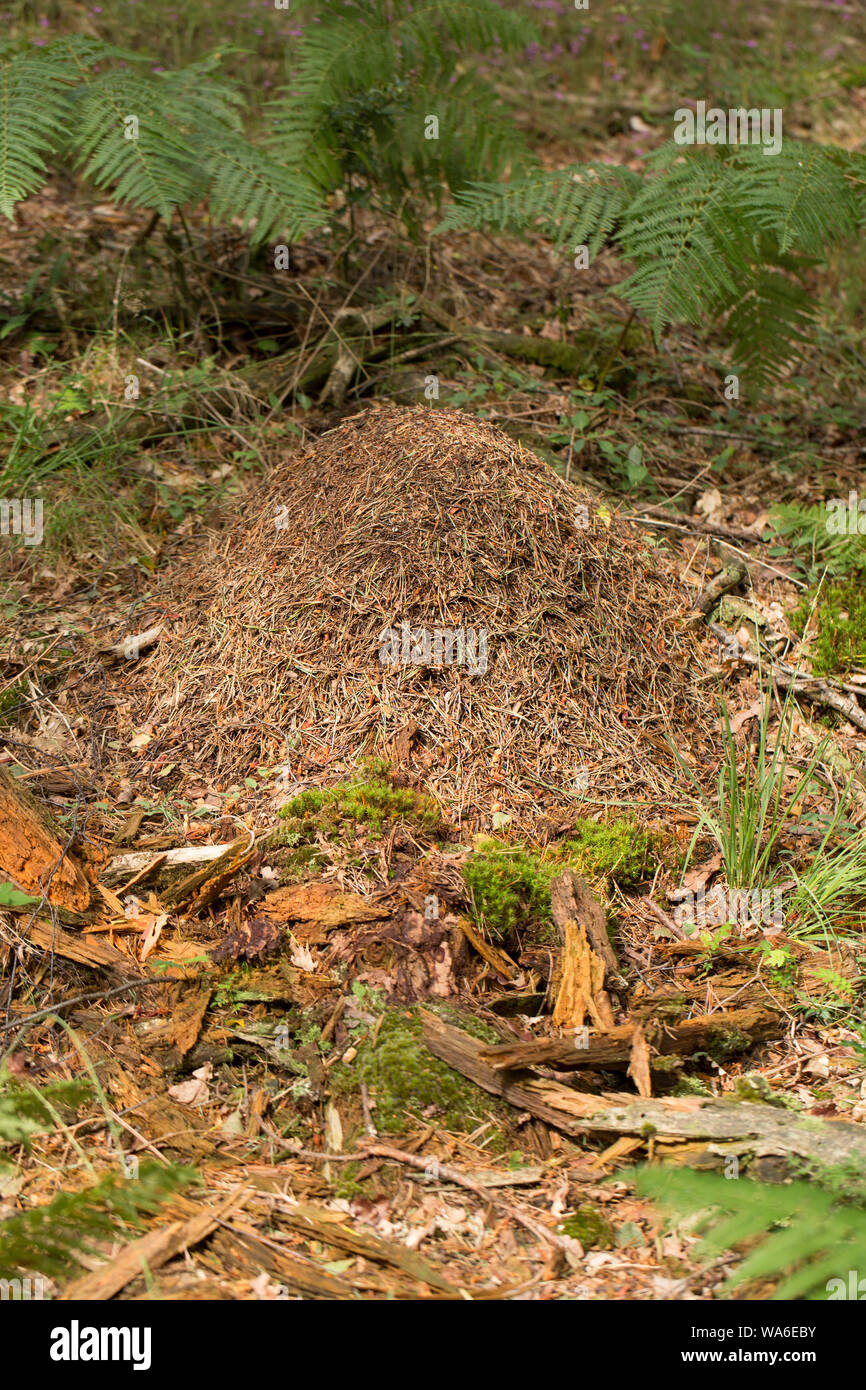 A nest of the wood ant, Formica rufa, in coniferous woodland in the New Forest in Hampshire England UK GB. The ants are also known as southern wood an Stock Photo