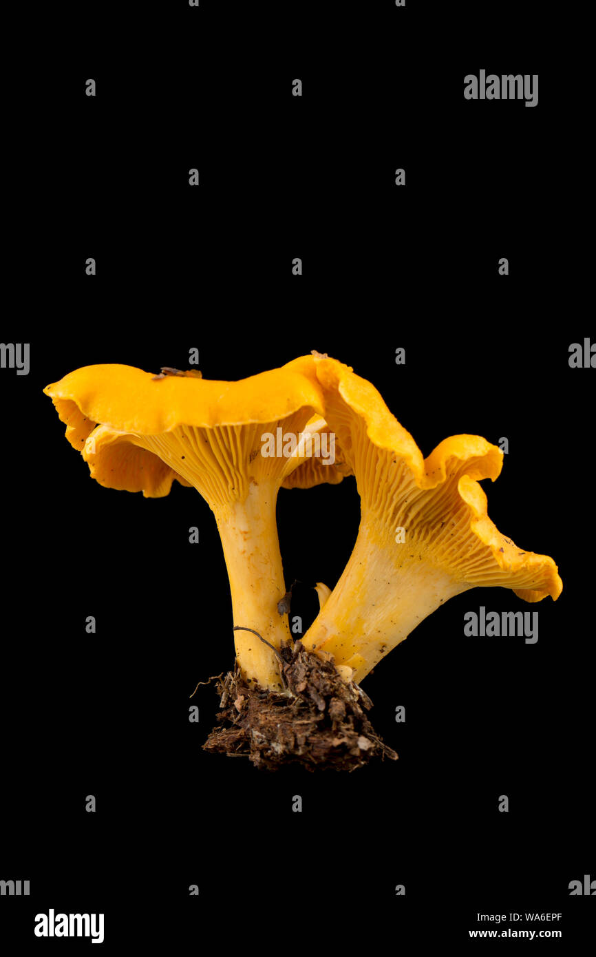 Two Chanterelle mushrooms, Cantharellus cibarius,  sometimes called golden chanterelles, photographed against a black background. Chanterelles are pop Stock Photo