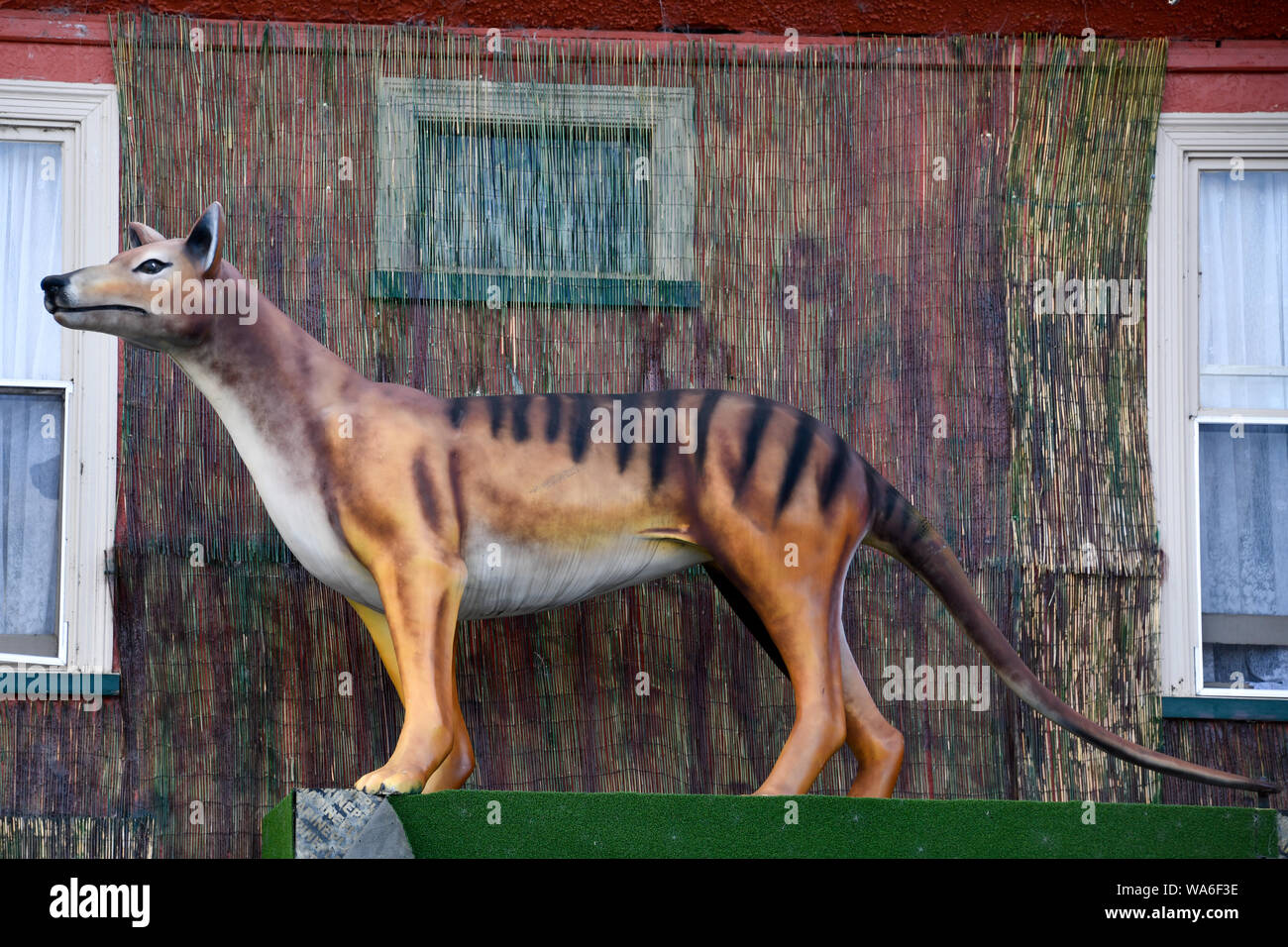 The Big Thylacine, Tasmanian Tiger, Mole Creek, Tasmania Australia Stock Photo